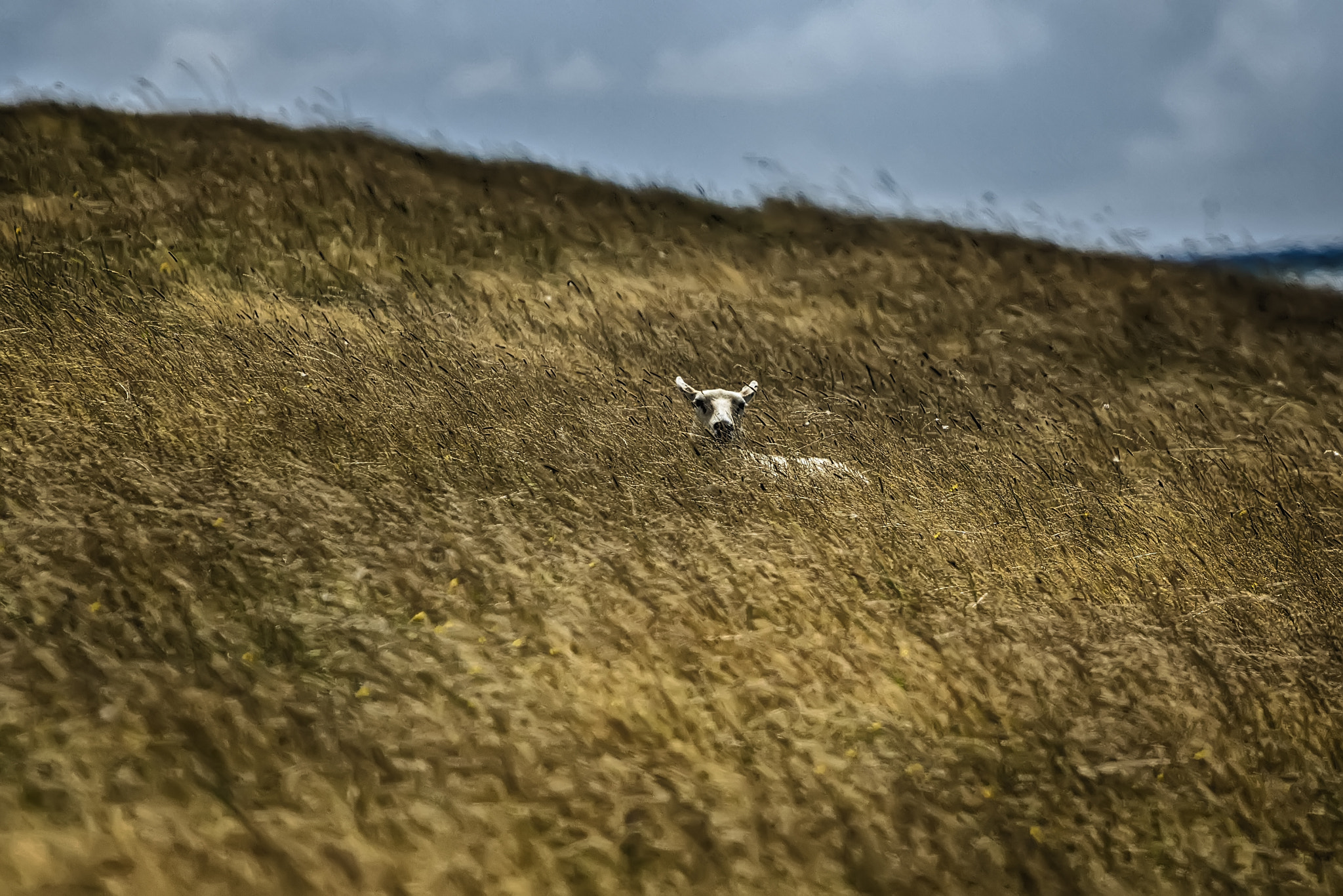 Canon EF 100-400mm F4.5-5.6L IS USM sample photo. Hiding in the grass photography