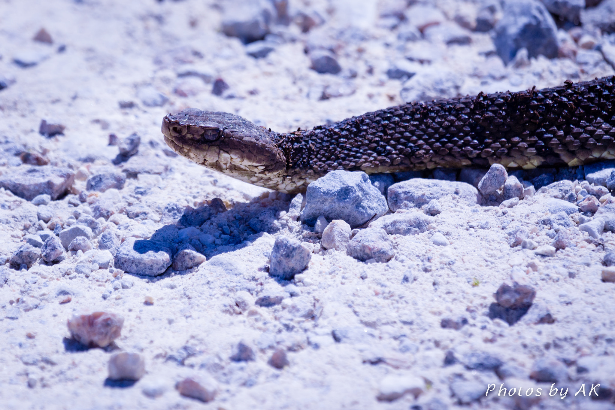 Canon EF 100-400mm F4.5-5.6L IS USM sample photo. Water moccasin photography