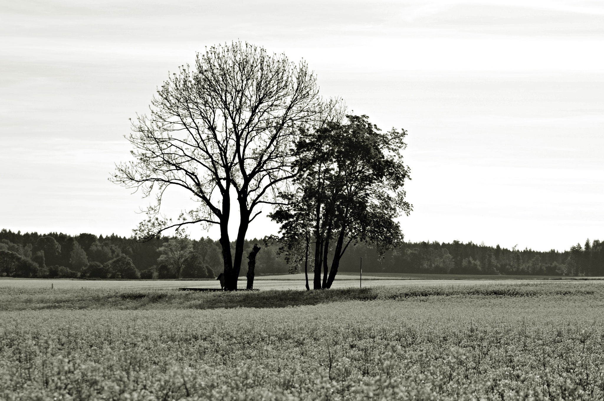 Tamron SP 24-70mm F2.8 Di VC USD sample photo. No colours needed. photography