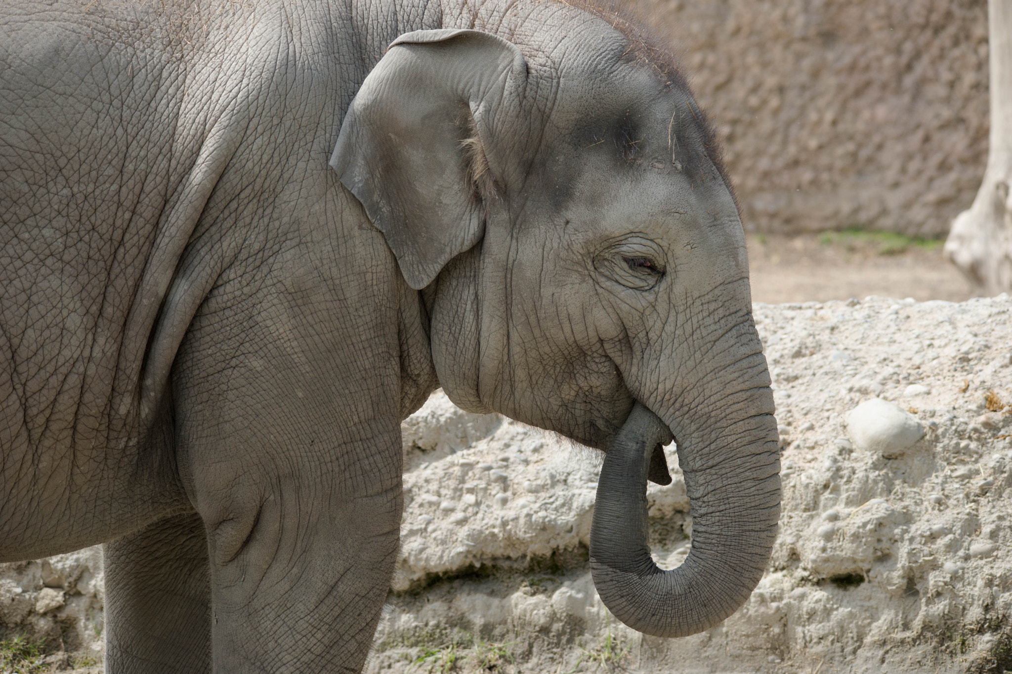 Sigma 150-500mm F5-6.3 DG OS HSM sample photo. Elefant photography