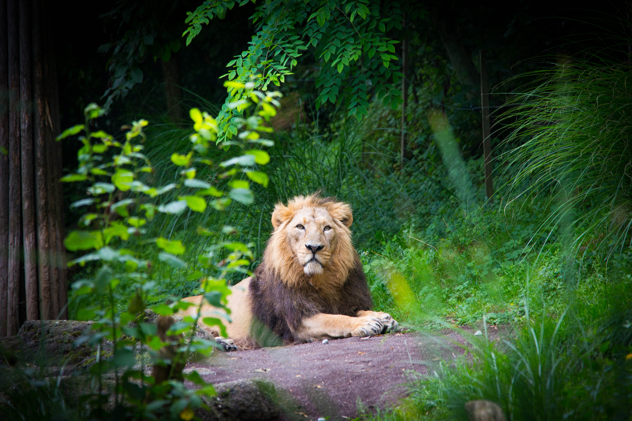 Sigma 150-500mm F5-6.3 DG OS HSM sample photo. Lion photography