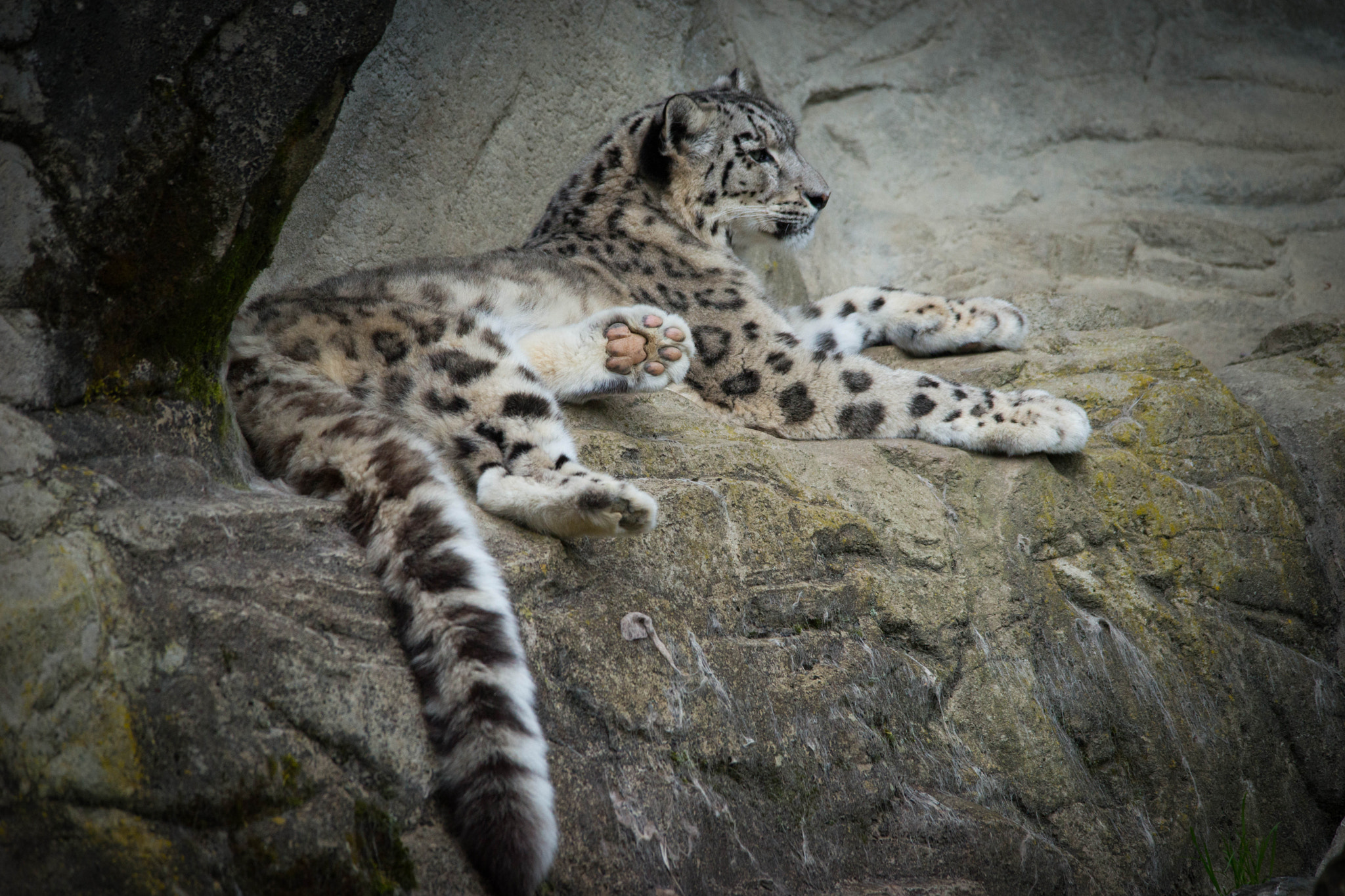Sigma 150-500mm F5-6.3 DG OS HSM sample photo. Snowleopard photography