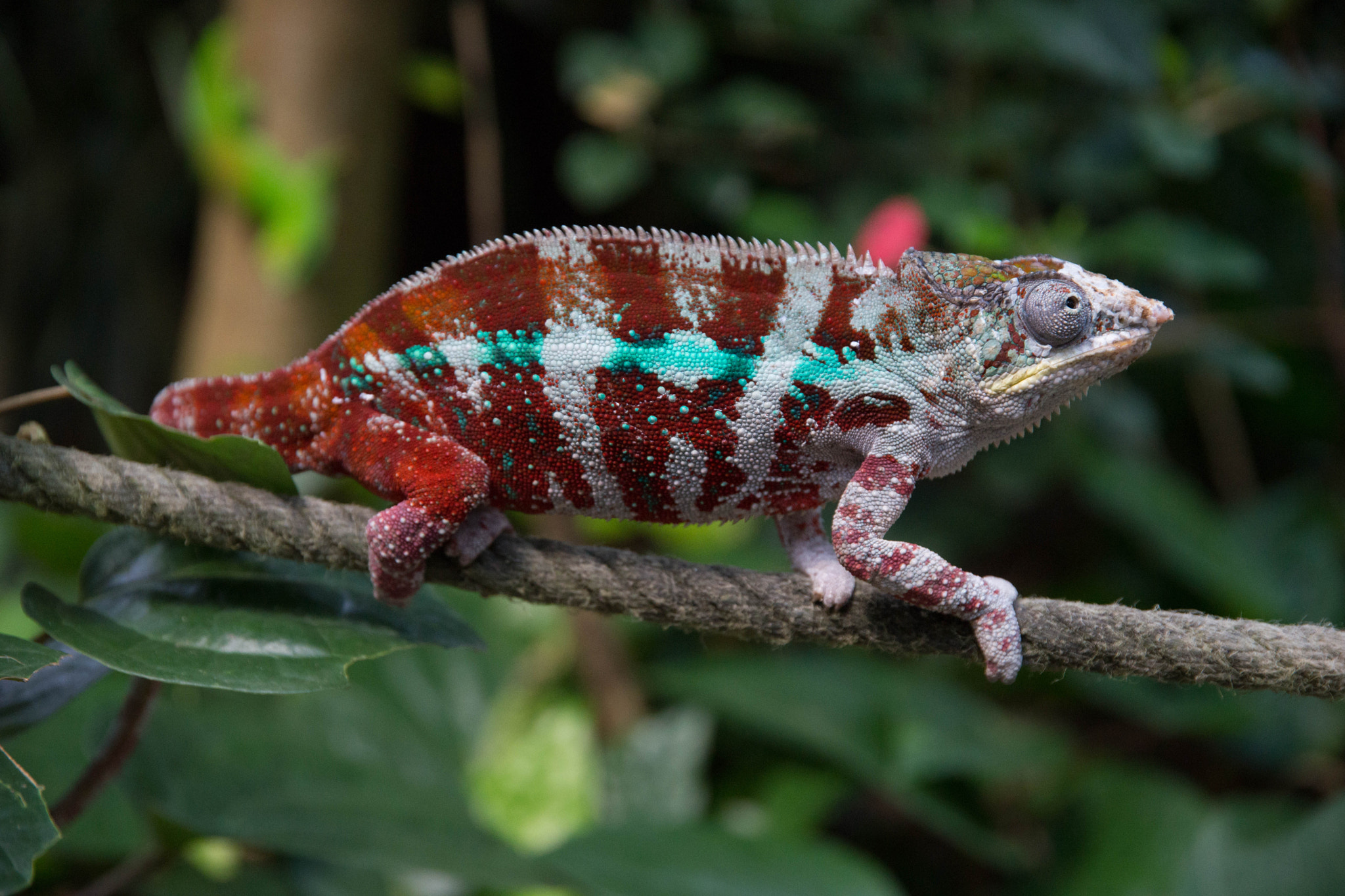 Tamron 80-300mm F3.5-6.3 sample photo. Chameleon photography