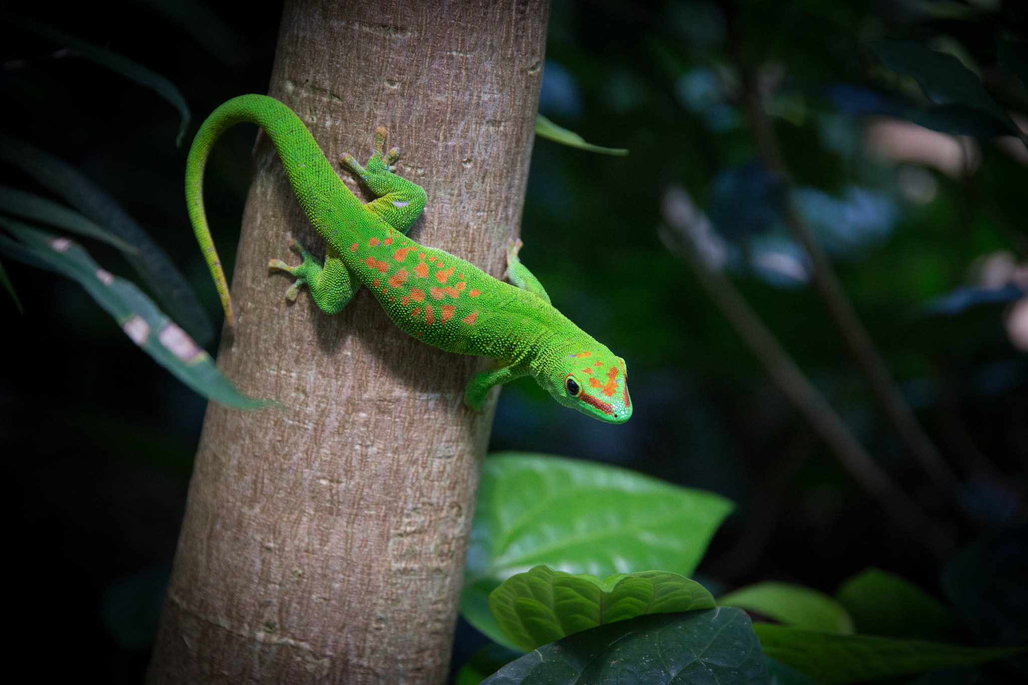 Tamron 80-300mm F3.5-6.3 sample photo. Gecko photography