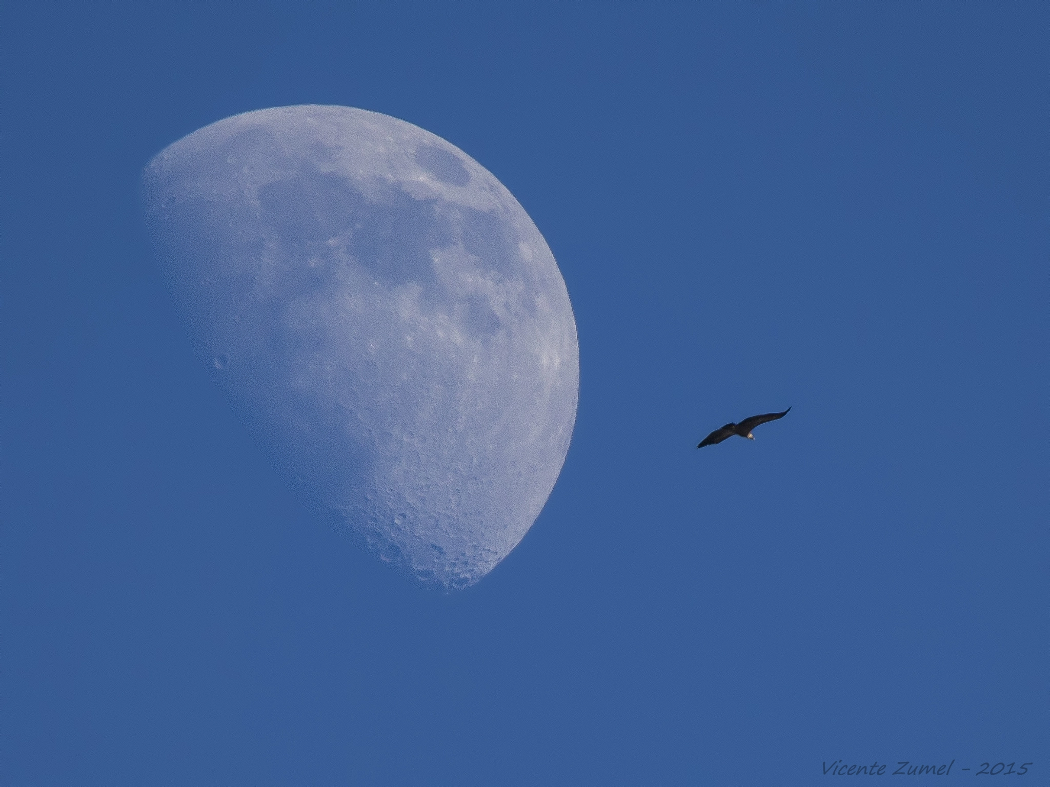 Tamron SP 150-600mm F5-6.3 Di VC USD sample photo. Flying high photography