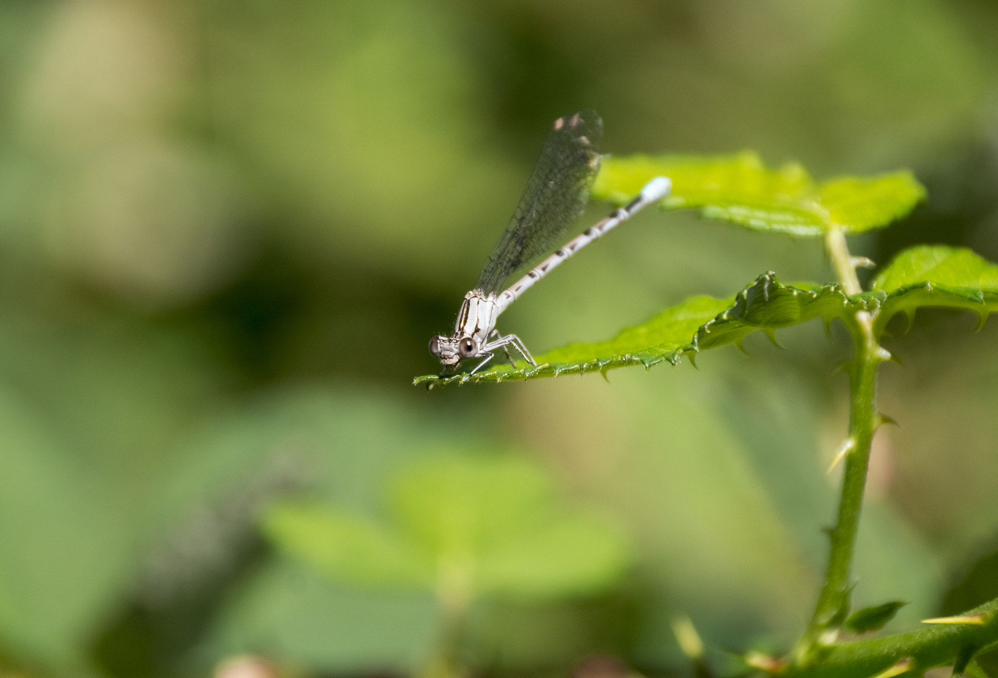 Sony DT 18-250mm F3.5-6.3 sample photo. Damsel photography