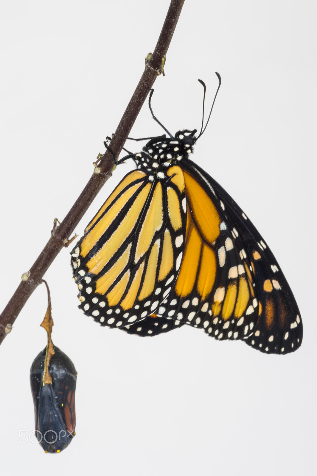 Nikon D3200 + Sigma 150mm F2.8 EX DG Macro HSM sample photo. Monarch butterfly and chrysalis photography