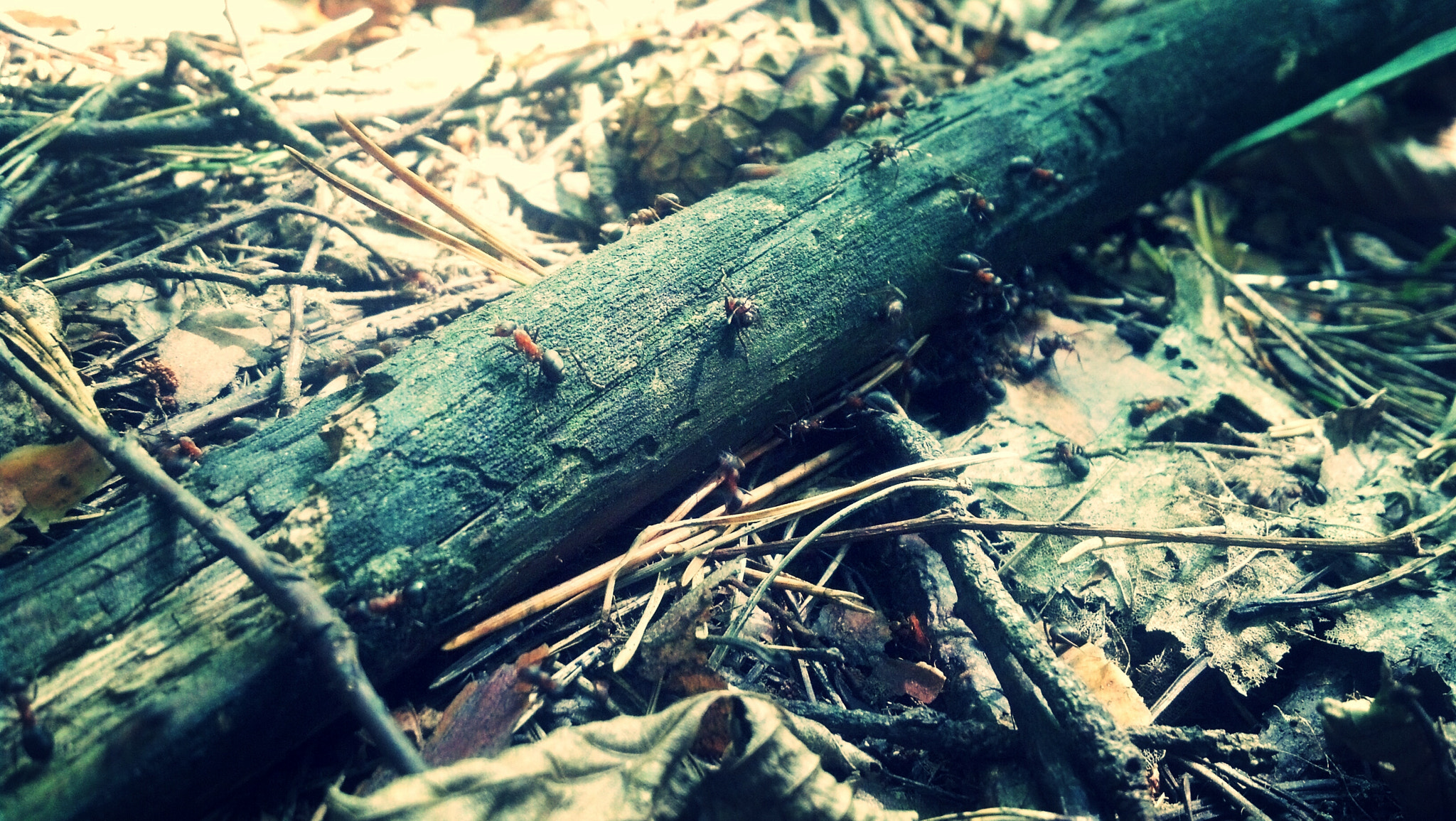 Motorola DROID RAZR sample photo