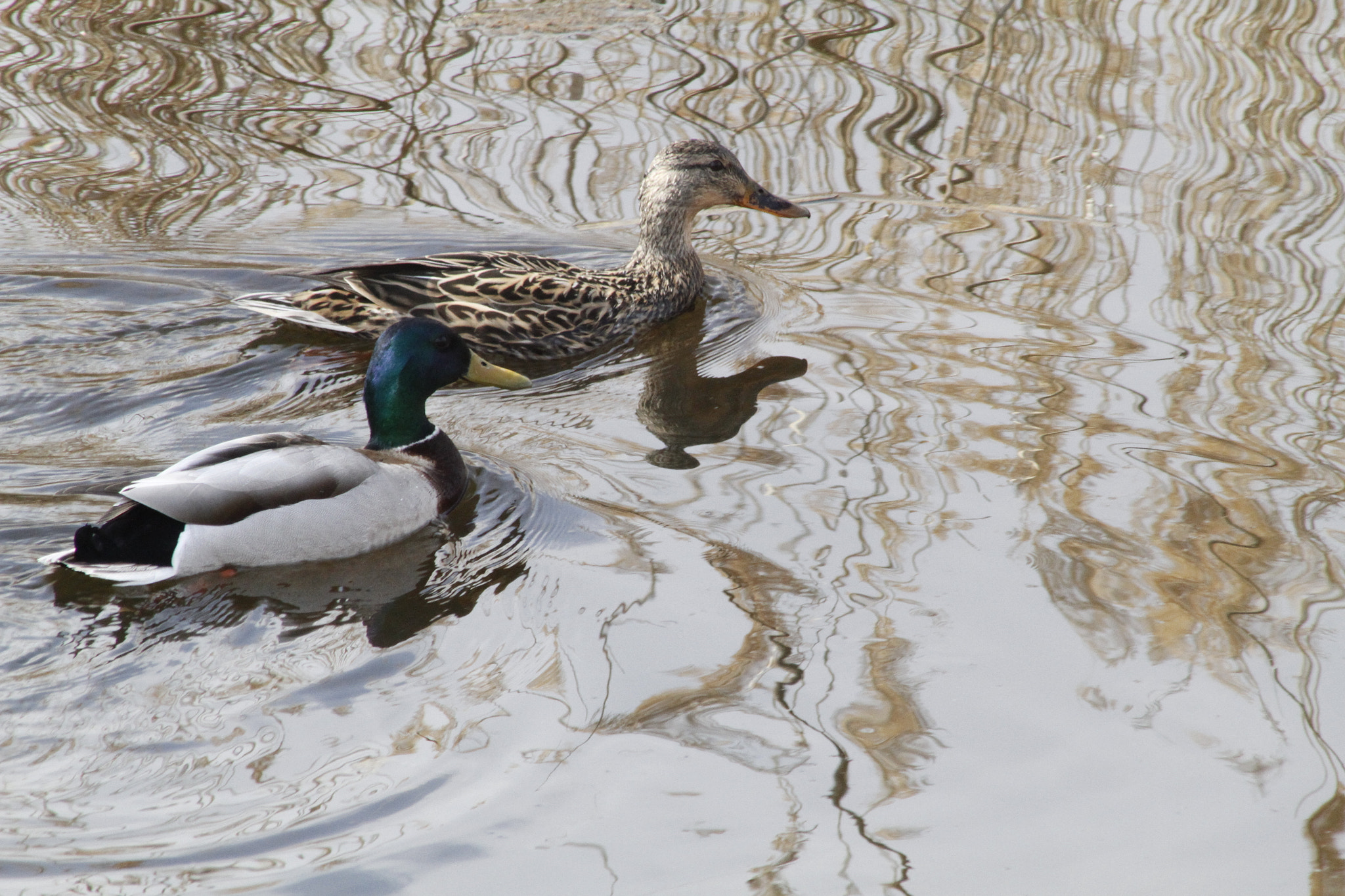 Canon EF 75-300mm f/4-5.6 USM sample photo. Lake st. clair spring thaw photography