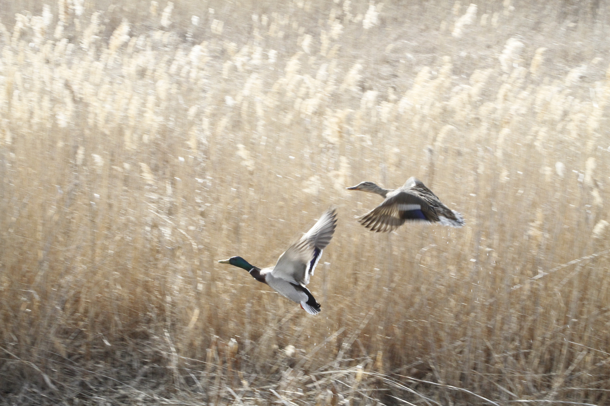 Canon EF 75-300mm f/4-5.6 USM sample photo. Lake st. clair spring thaw mating pair photography