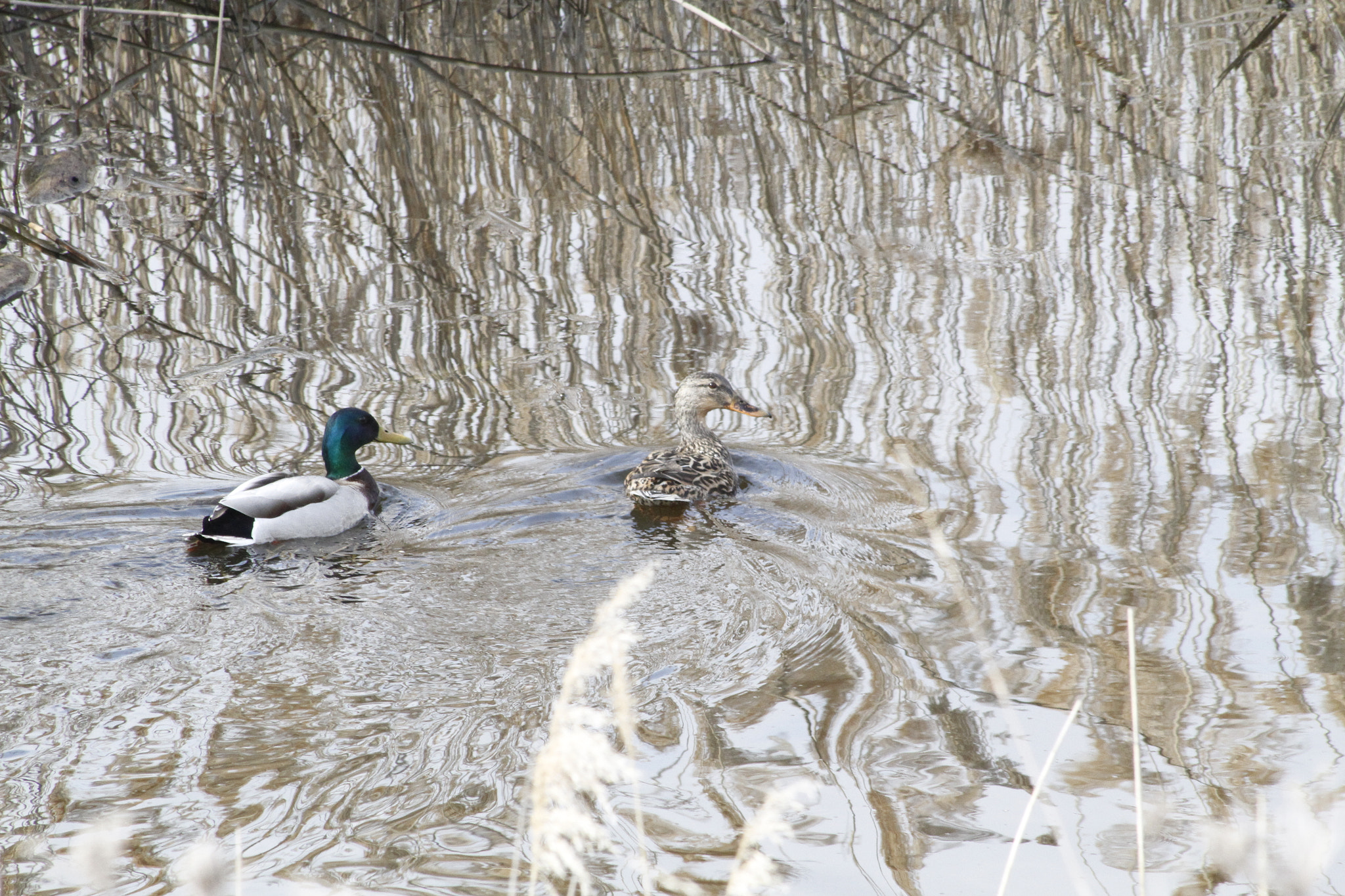 Canon EOS 7D + Canon EF 75-300mm f/4-5.6 USM sample photo. Lake st. clair spring thaw mating pair photography
