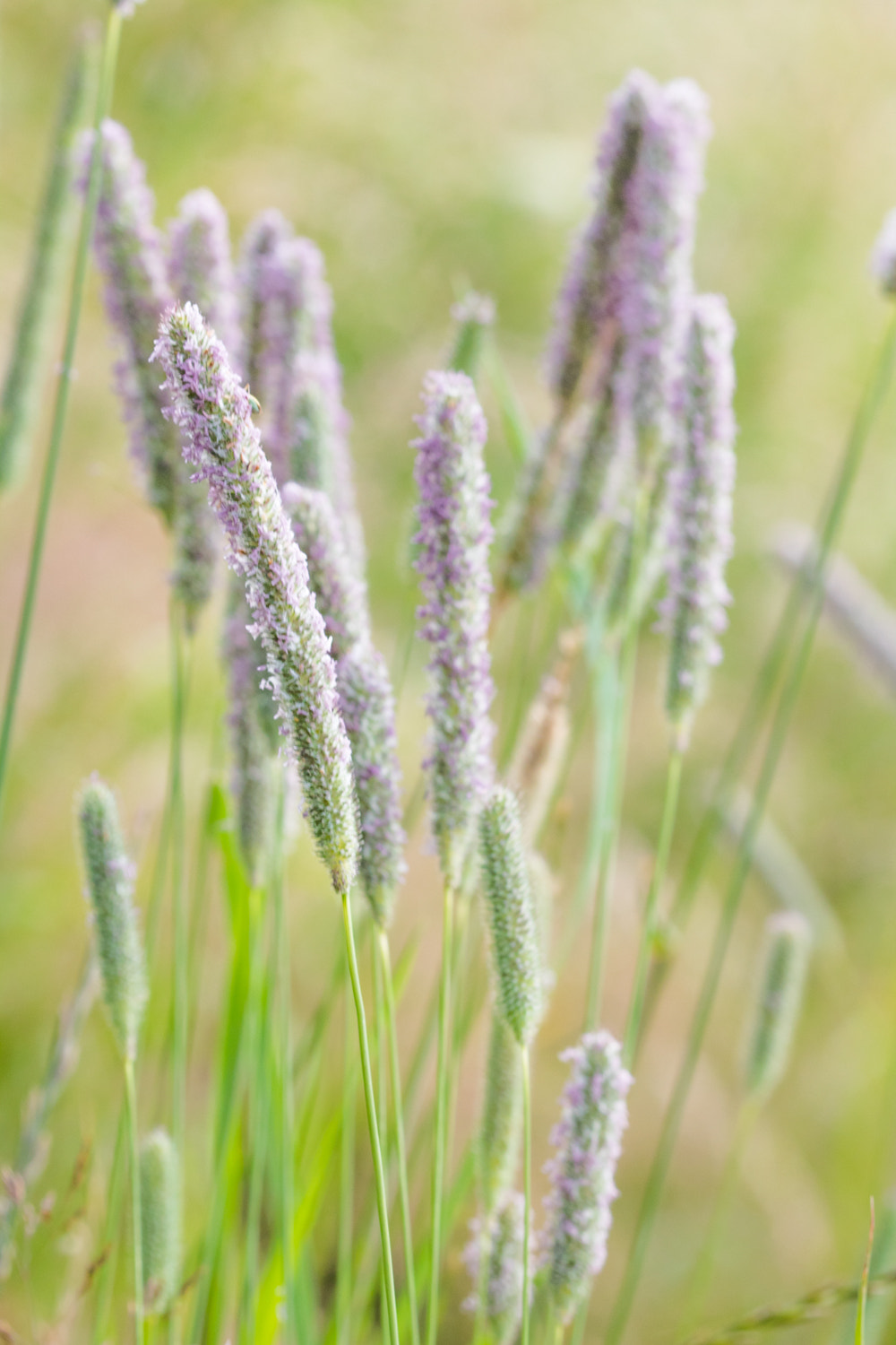Canon EF 100mm F2.8 Macro USM sample photo. Grass in the wind photography