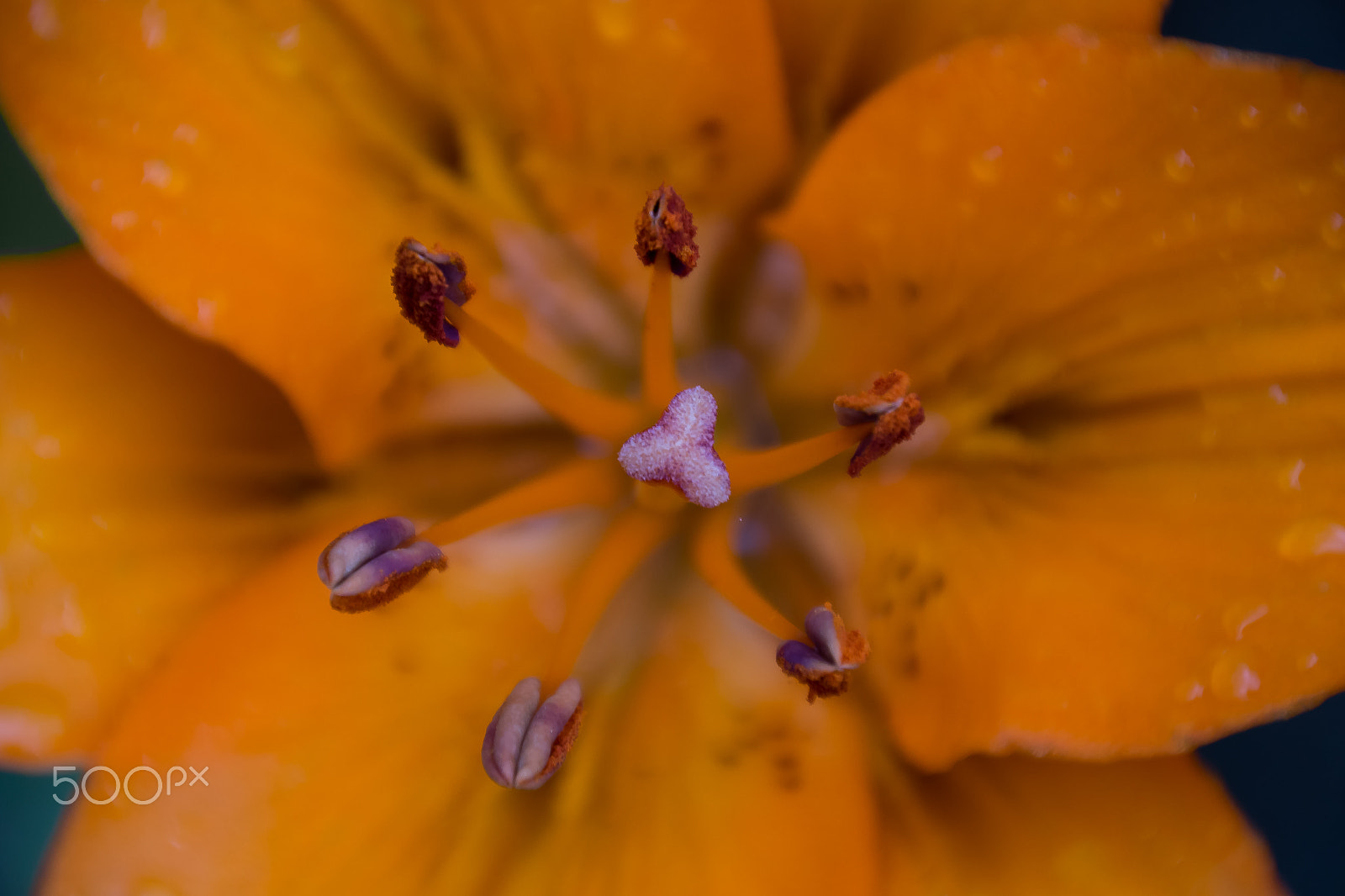 Samsung NX 18-200mm F3.5-6.3 ED OIS sample photo. The orange lily photography