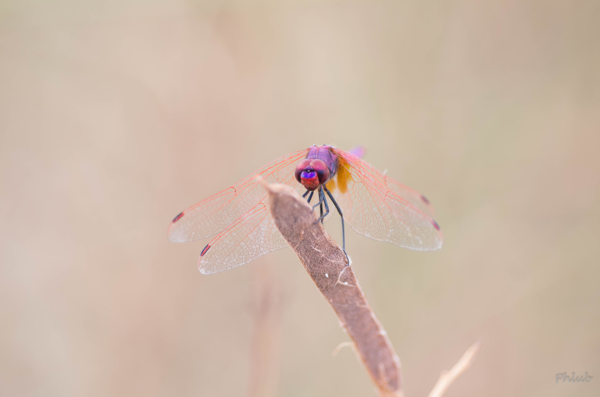 Pentax smc DA* 300mm F4.0 ED (IF) SDM sample photo. La belle parme se pâme! photography