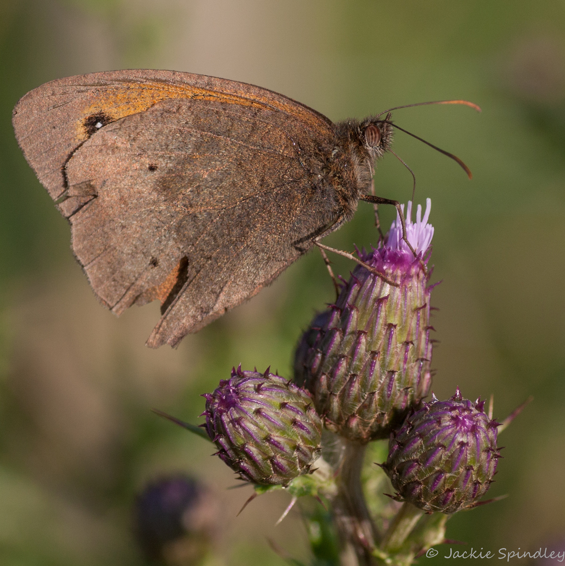 Canon EOS 40D + Tamron SP AF 90mm F2.8 Di Macro sample photo. Gatekeeper photography