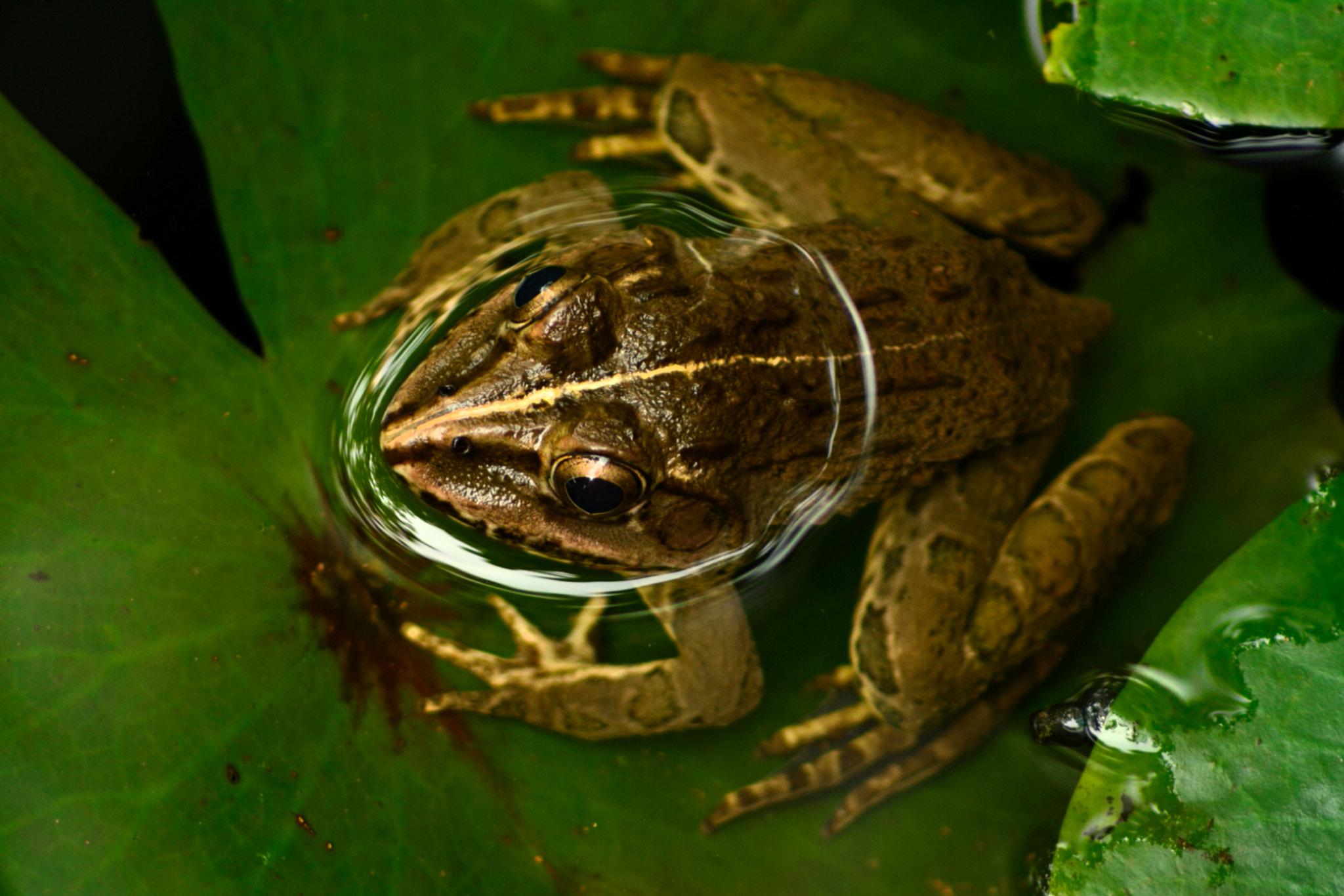 Nikon AF Nikkor 70-300mm F4-5.6G sample photo. The halo frog photography