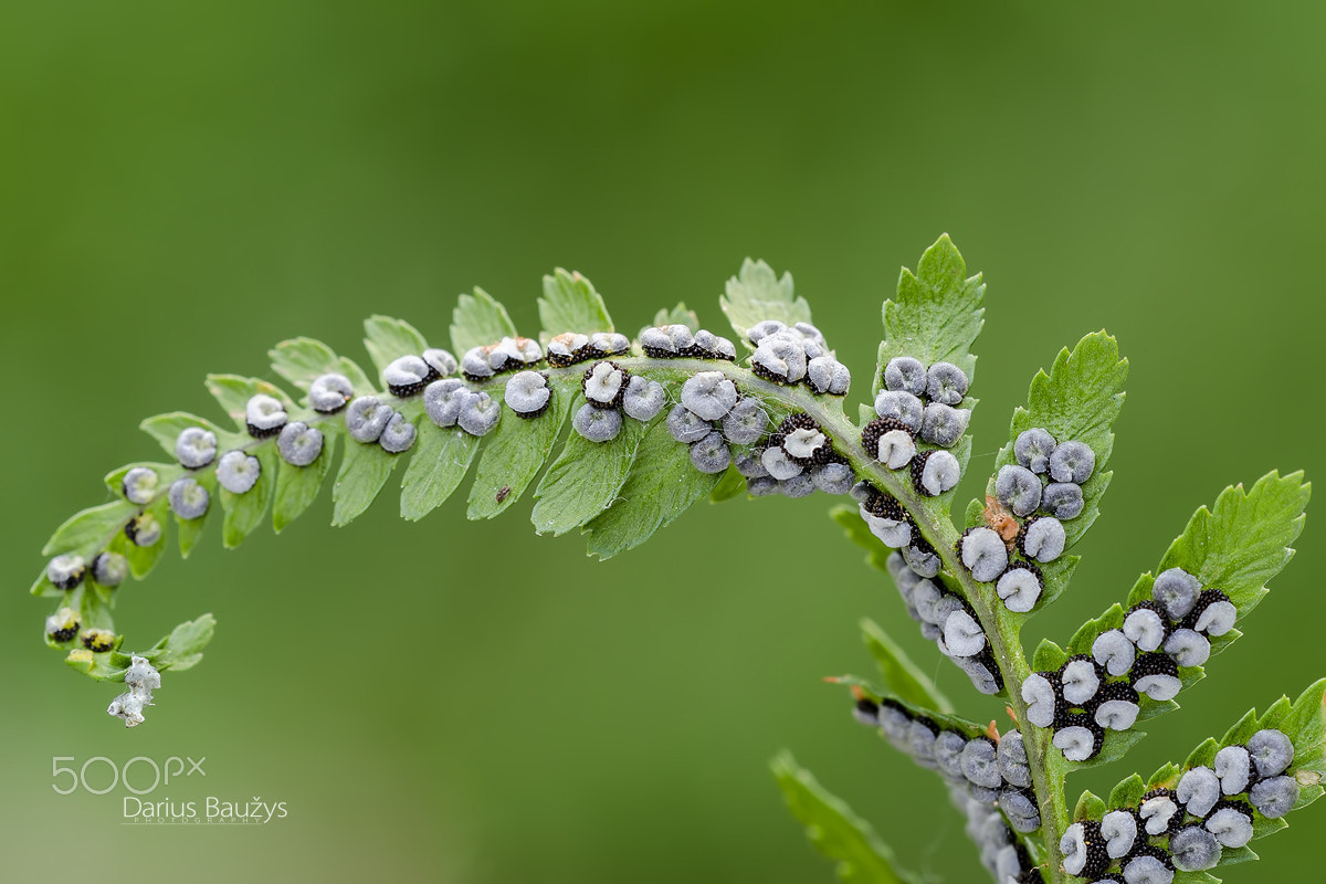 Sigma 150mm F2.8 EX DG OS Macro HSM sample photo. Fern photography