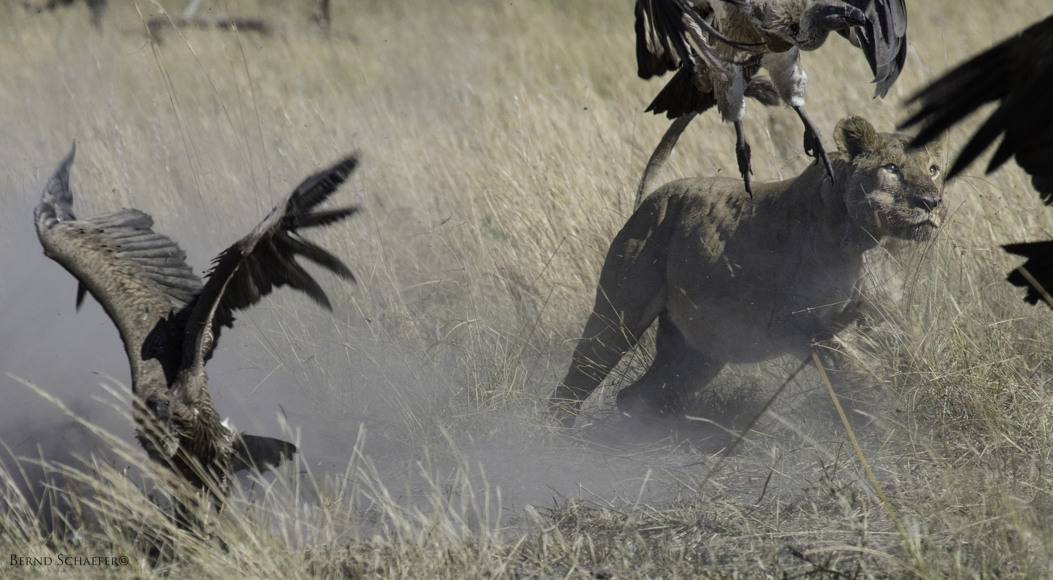 Canon EOS 7D Mark II + Canon EF 100-400mm F4.5-5.6L IS USM sample photo. Defender and intruder photography