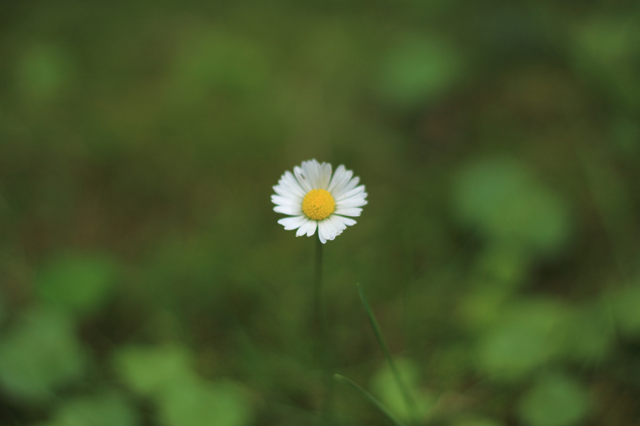 Canon EOS 1100D (EOS Rebel T3 / EOS Kiss X50) + Canon EF 50mm F1.8 II sample photo. Stand alone photography