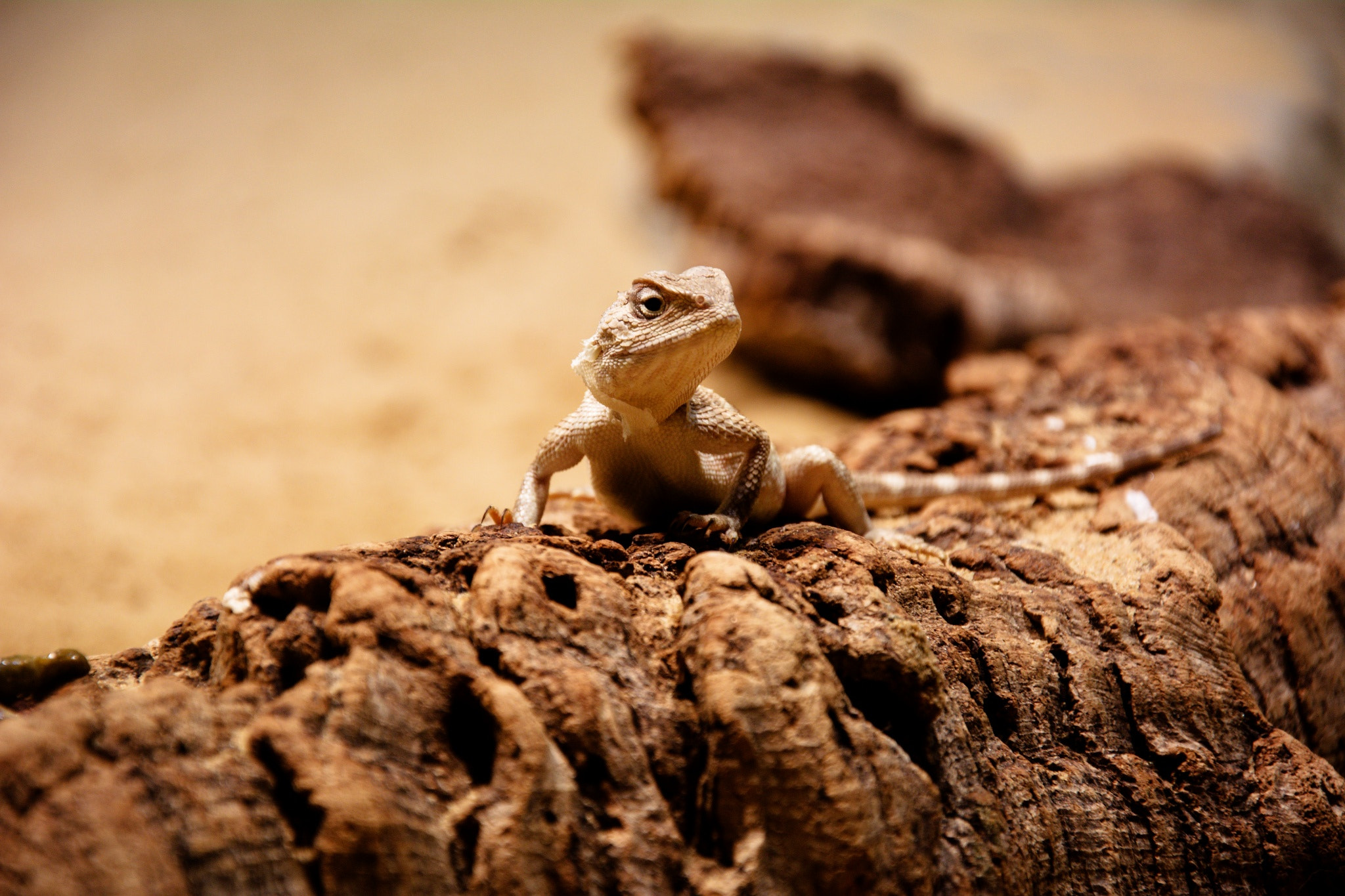 Nikon D5200 + 18.00 - 105.00 mm f/3.5 - 5.6 sample photo. Zoo prague photography