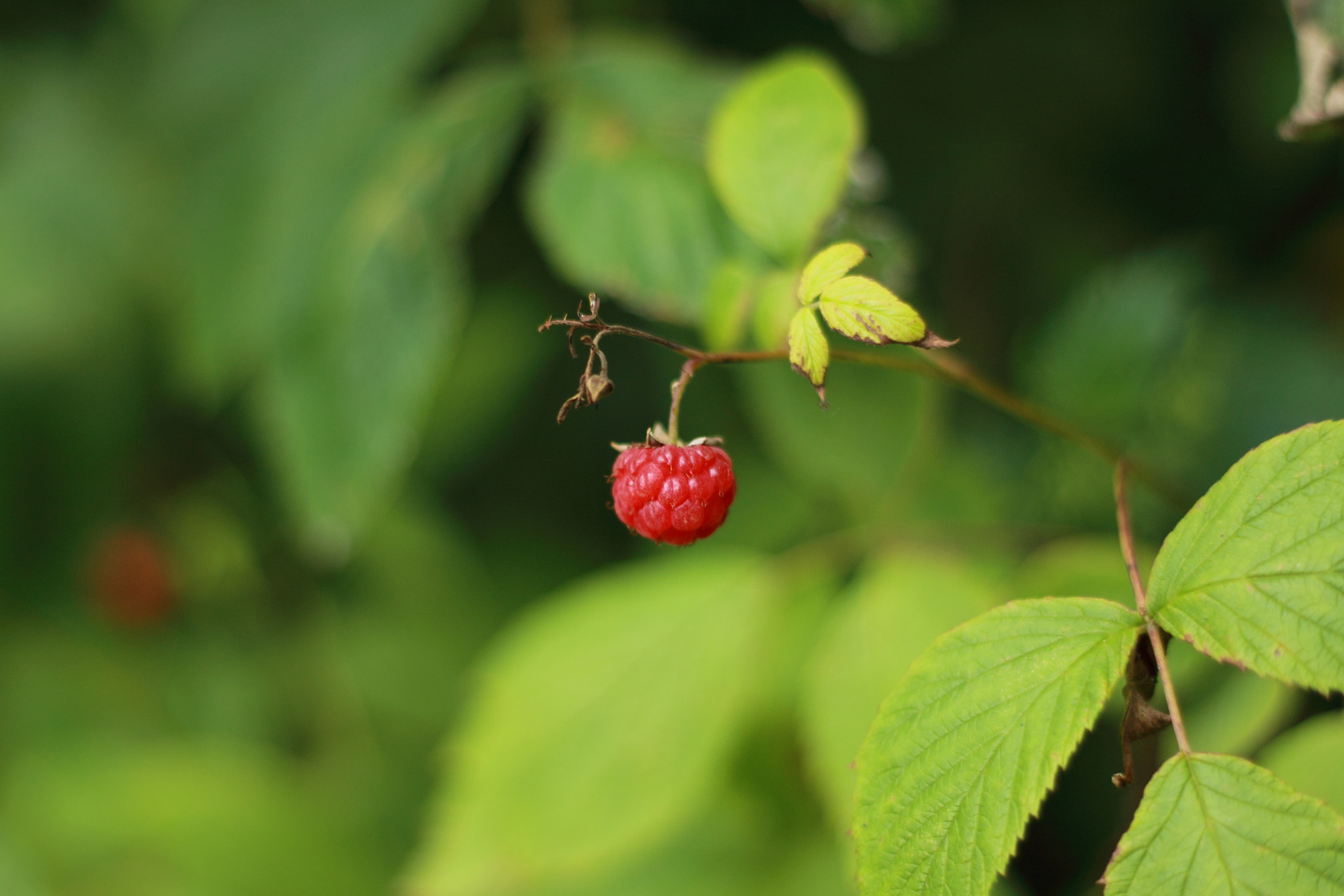 Canon EOS 1100D (EOS Rebel T3 / EOS Kiss X50) + Canon EF 50mm F1.8 II sample photo. Yummy photography