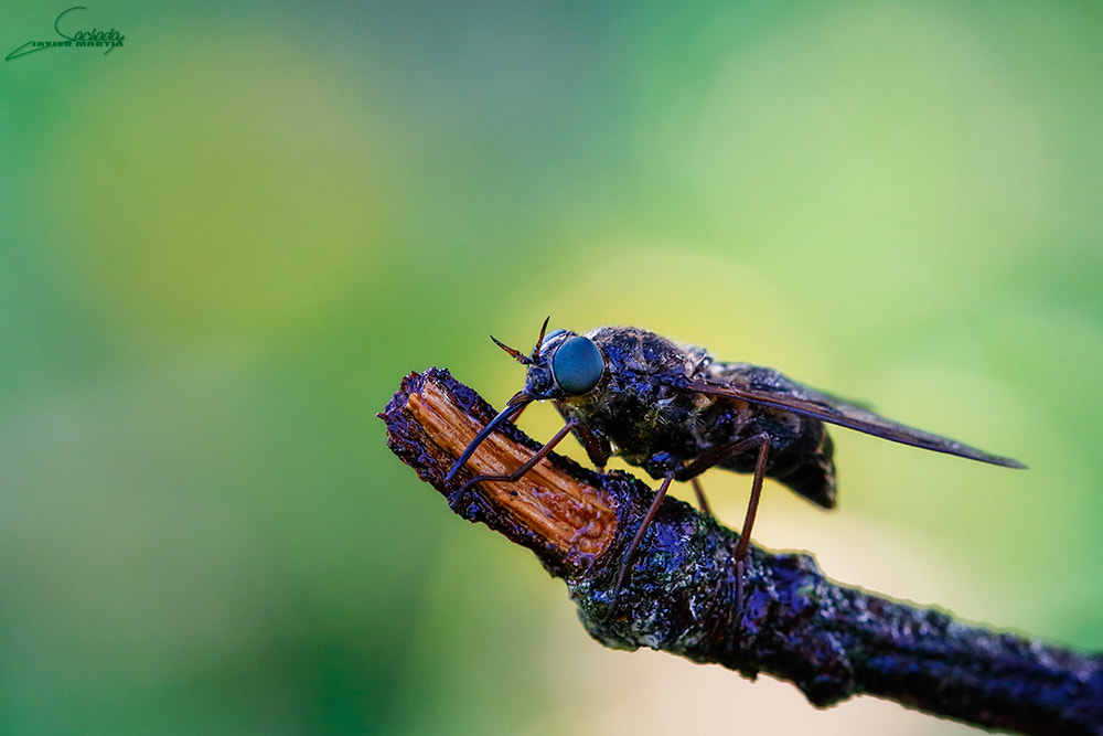 Canon EOS 80D + Canon EF 100mm F2.8L Macro IS USM sample photo. Mojado photography