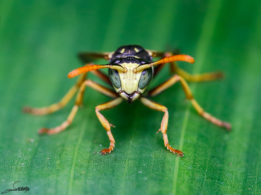 Canon EOS 80D + Canon EF 100mm F2.8L Macro IS USM sample photo. Ojitos photography