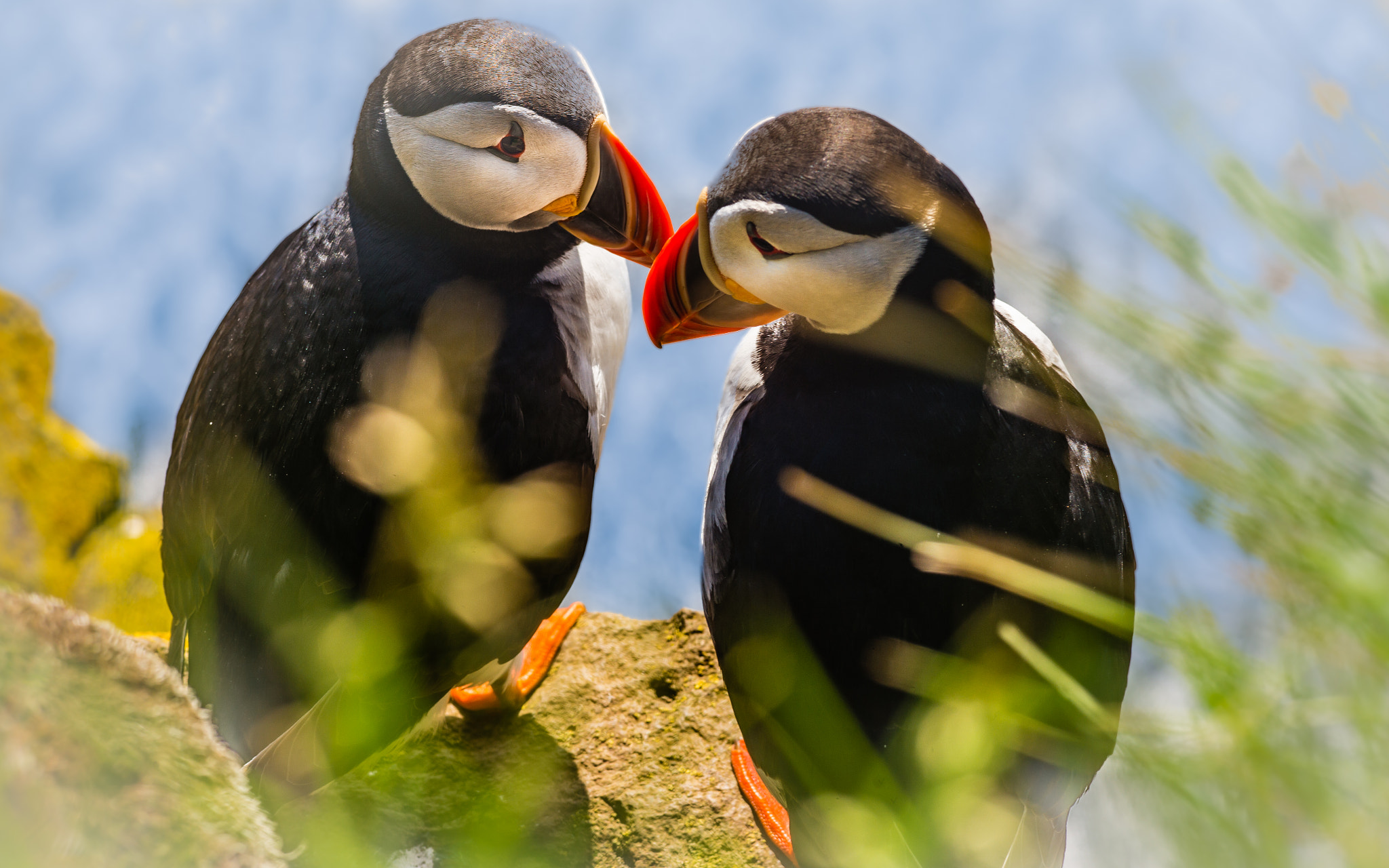 Leica APO-Summicron-M 90mm F2 ASPH sample photo. Iceland: meanwhile on the cliff: "now he's gone, but i wish he were here! sigh ..." photography