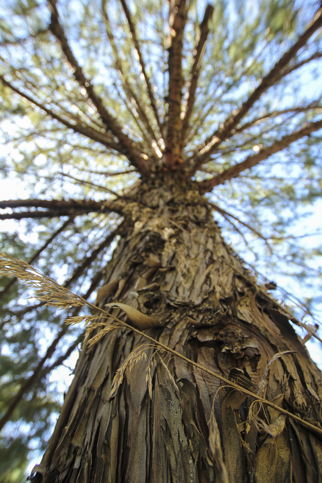 Sigma 10-20mm F3.5 EX DC HSM sample photo. Pine photography