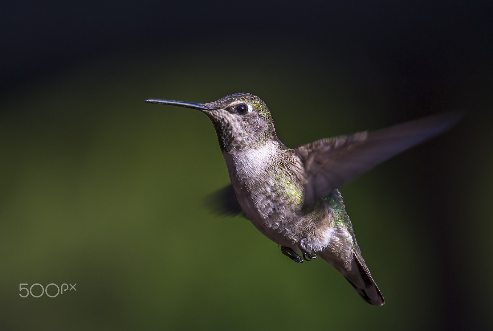 Canon EOS 6D + Canon EF 70-200mm F2.8L IS II USM sample photo. Hummingbird photography