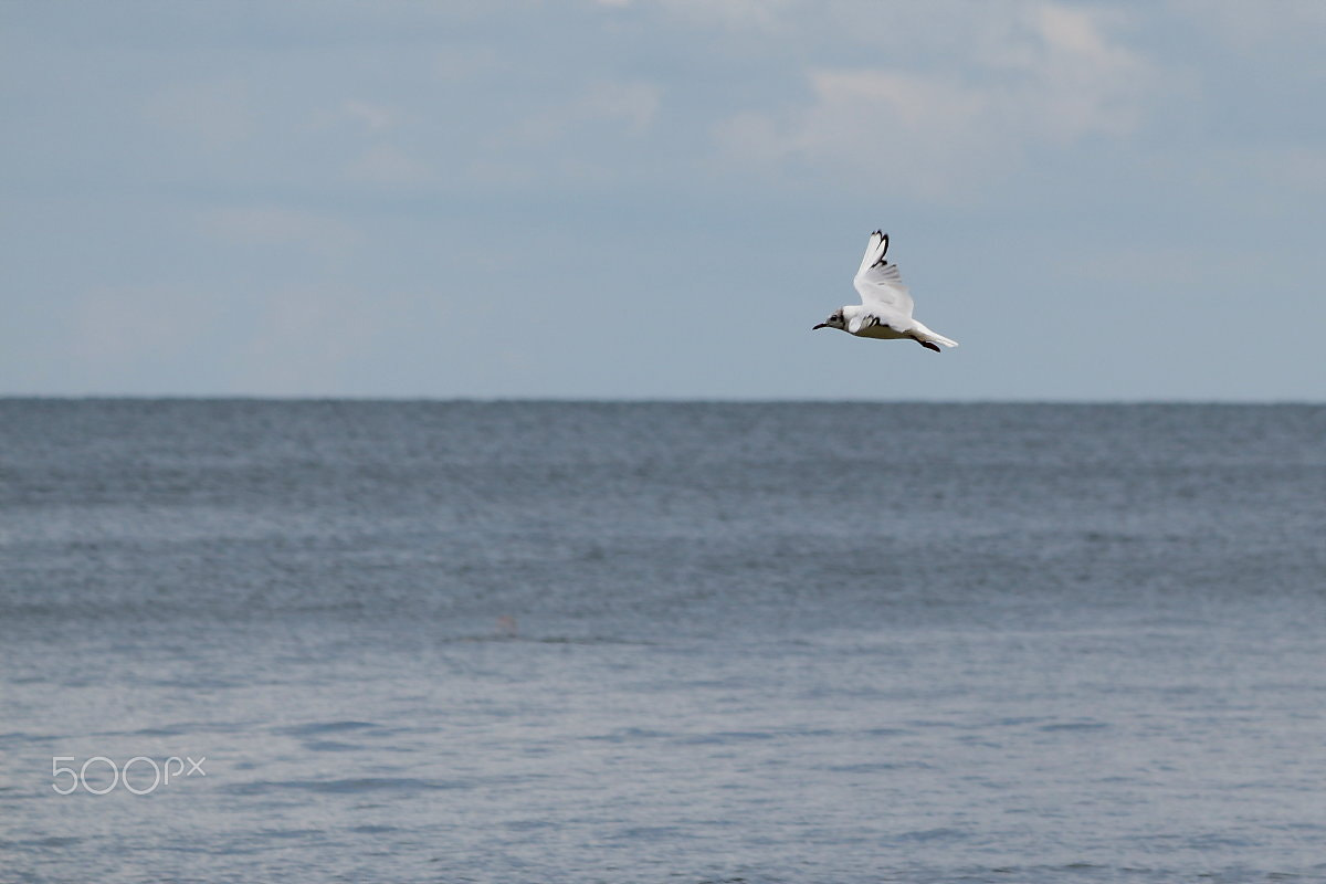 Canon EF-S 55-250mm F4-5.6 IS sample photo. N.t. photography