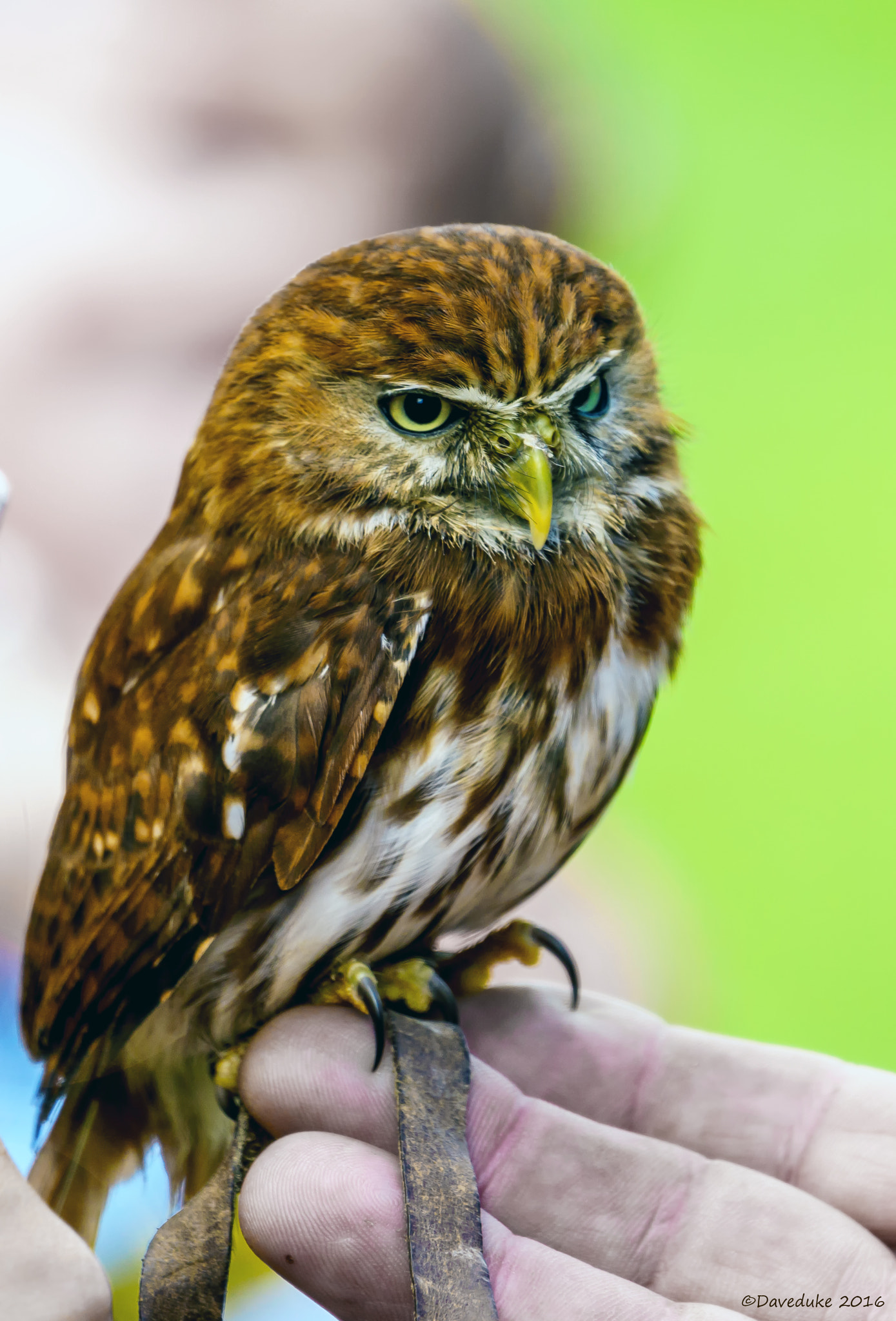 Sony FE 70-300mm F4.5-5.6 G OSS sample photo. Baby owl photography