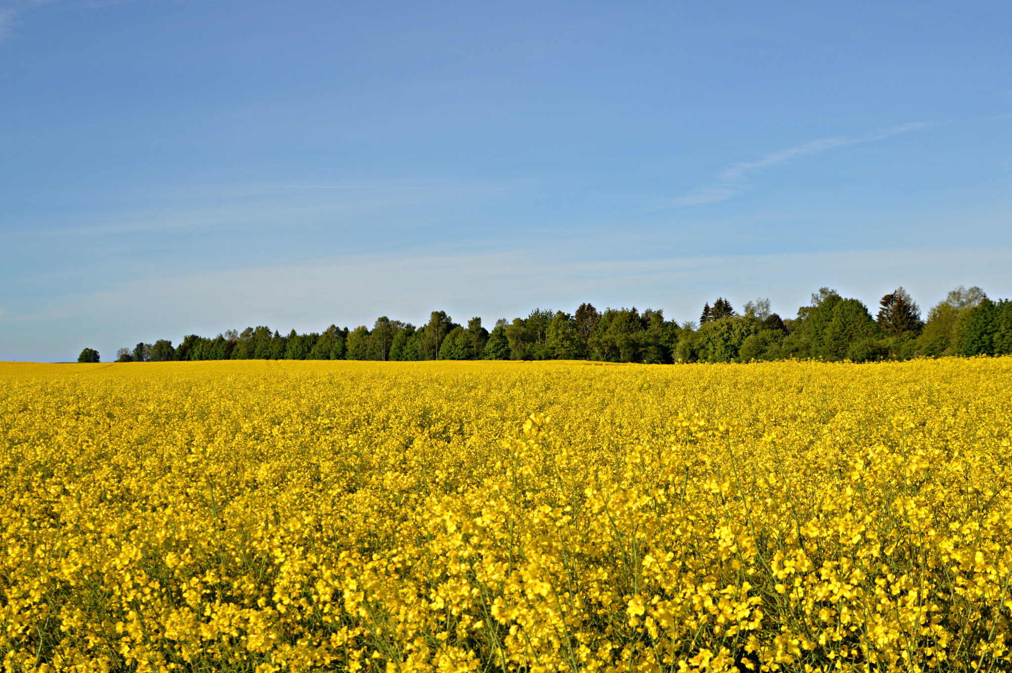 Tamron SP 24-70mm F2.8 Di VC USD sample photo. Yellow? photography