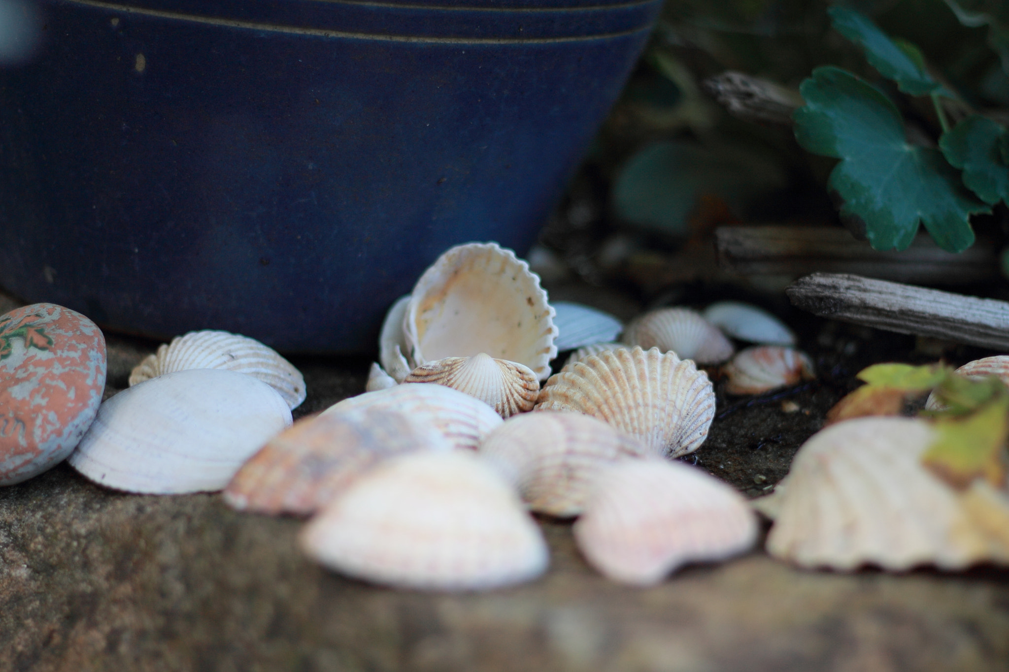 Canon EOS 1100D (EOS Rebel T3 / EOS Kiss X50) + Canon EF 50mm F1.8 II sample photo. Shells in the garden photography