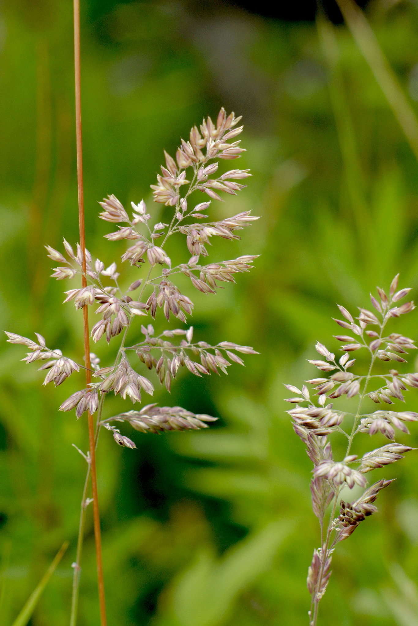 Sony SLT-A77 + Minolta AF 50mm F1.7 sample photo. Reed, grass photography