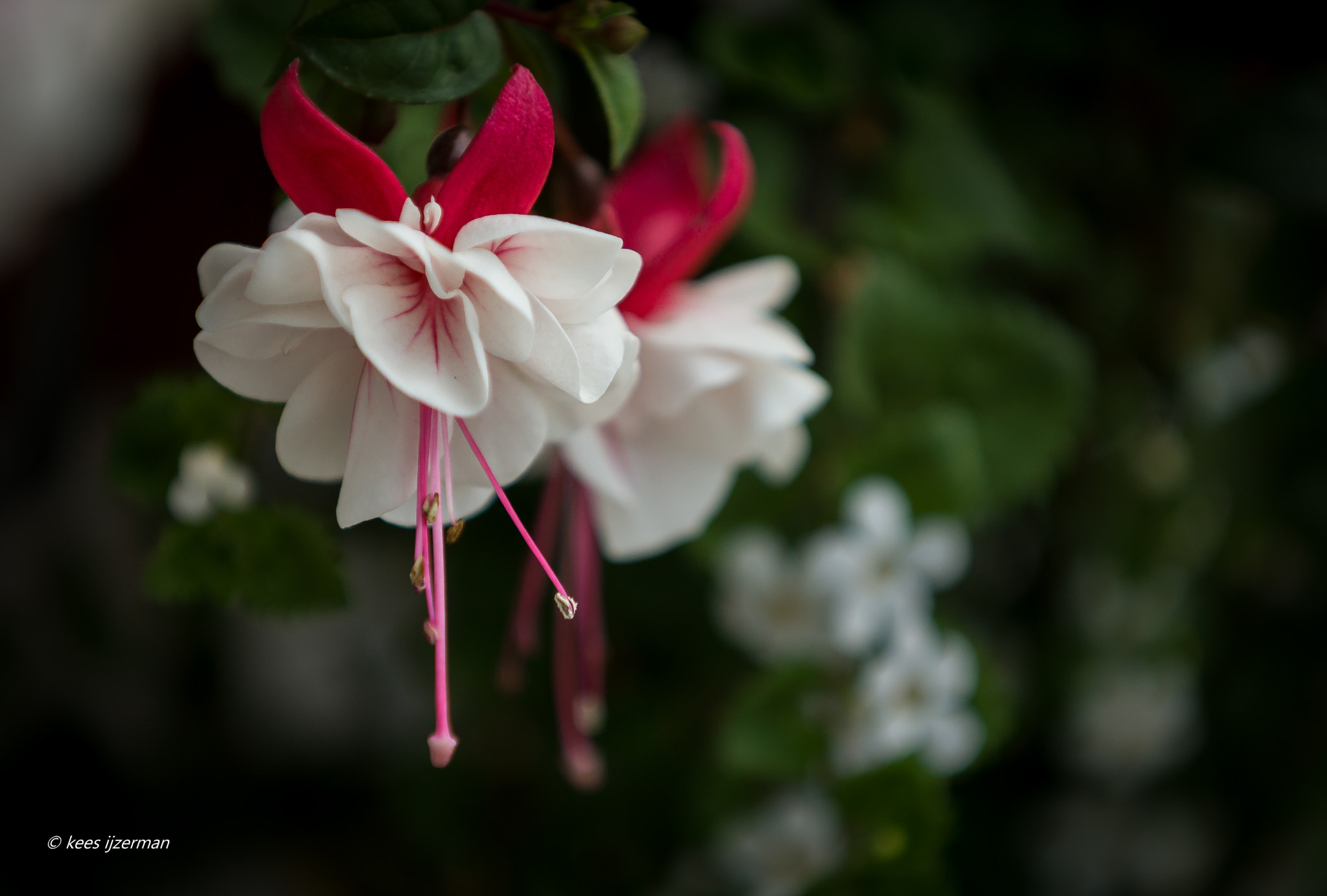 Sony SLT-A77 + Minolta/Sony AF 70-200mm F2.8 G sample photo. Swingtime. photography