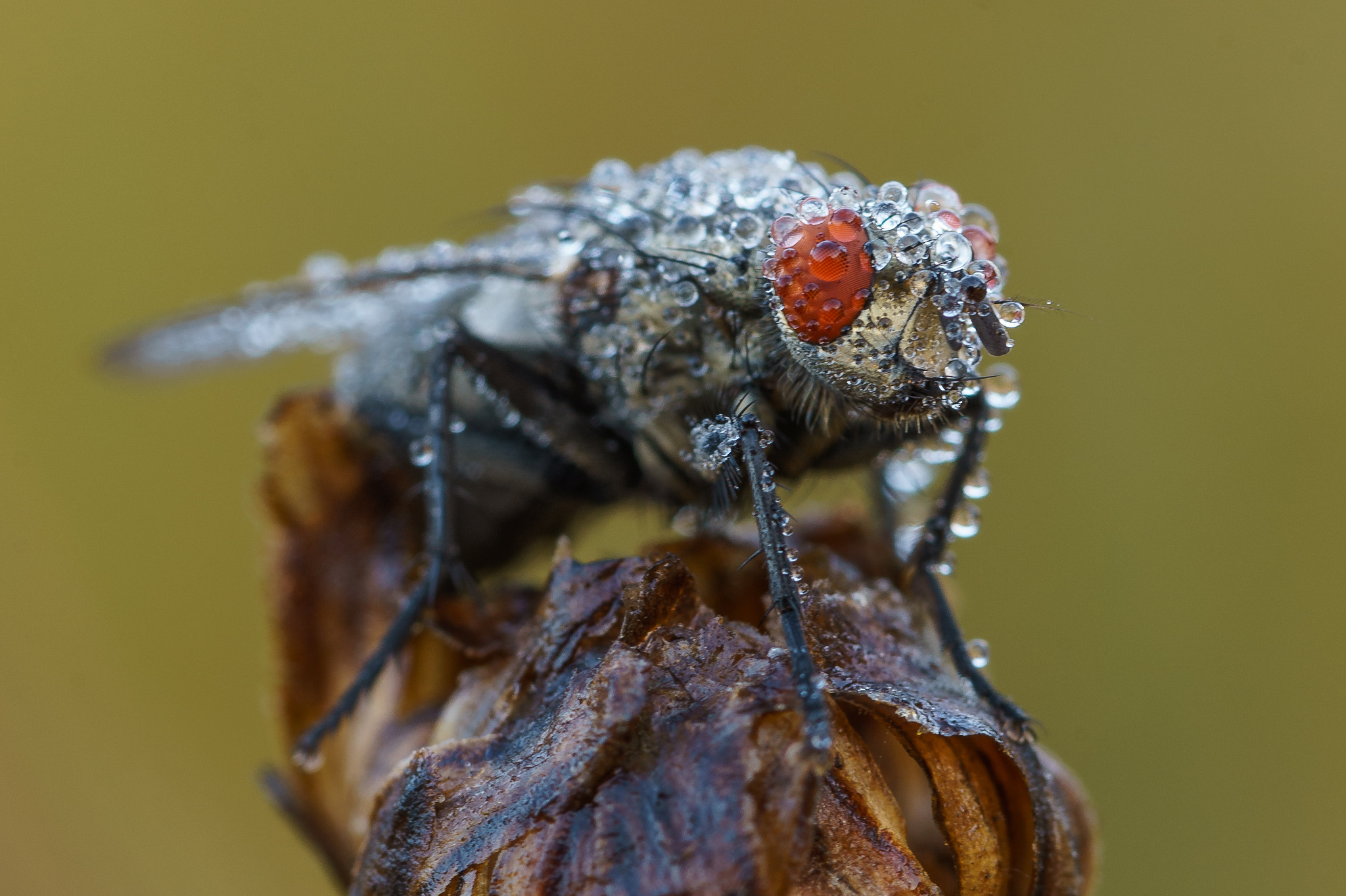 Sony a7 II sample photo. The drops of the morning photography