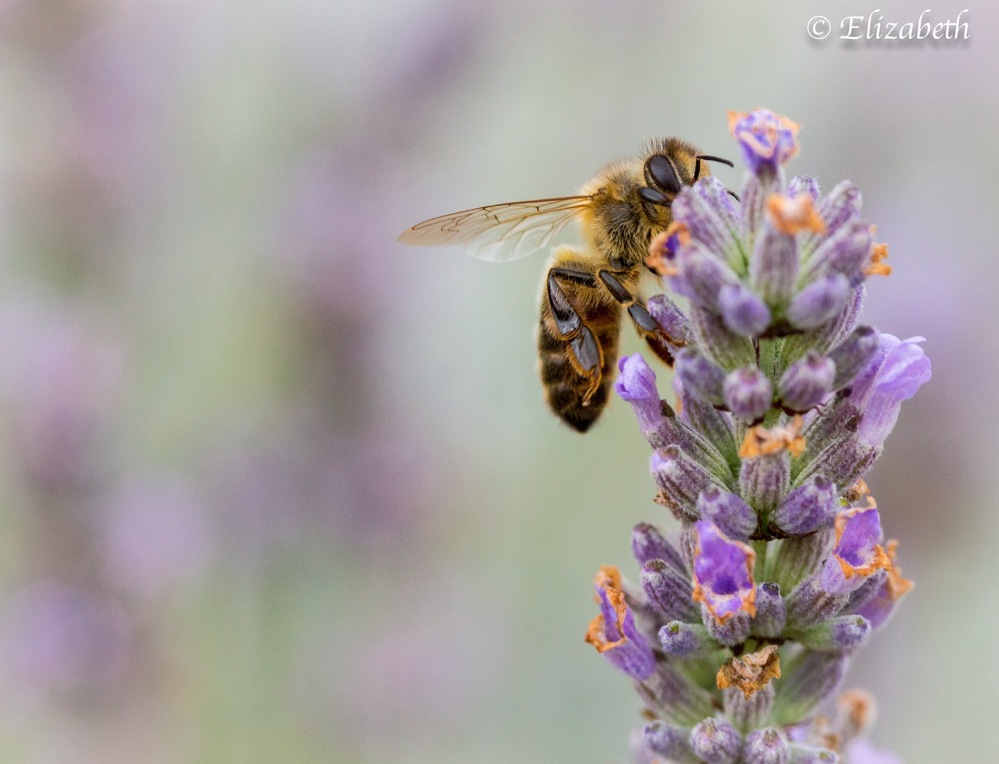 Canon EF-S 60mm F2.8 Macro USM sample photo. Being a bee photography