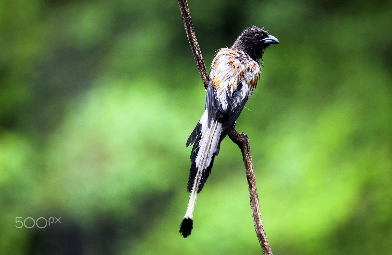 Canon EOS 550D (EOS Rebel T2i / EOS Kiss X4) + Canon EF 100-400mm F4.5-5.6L IS USM sample photo. Rufous treepie photography