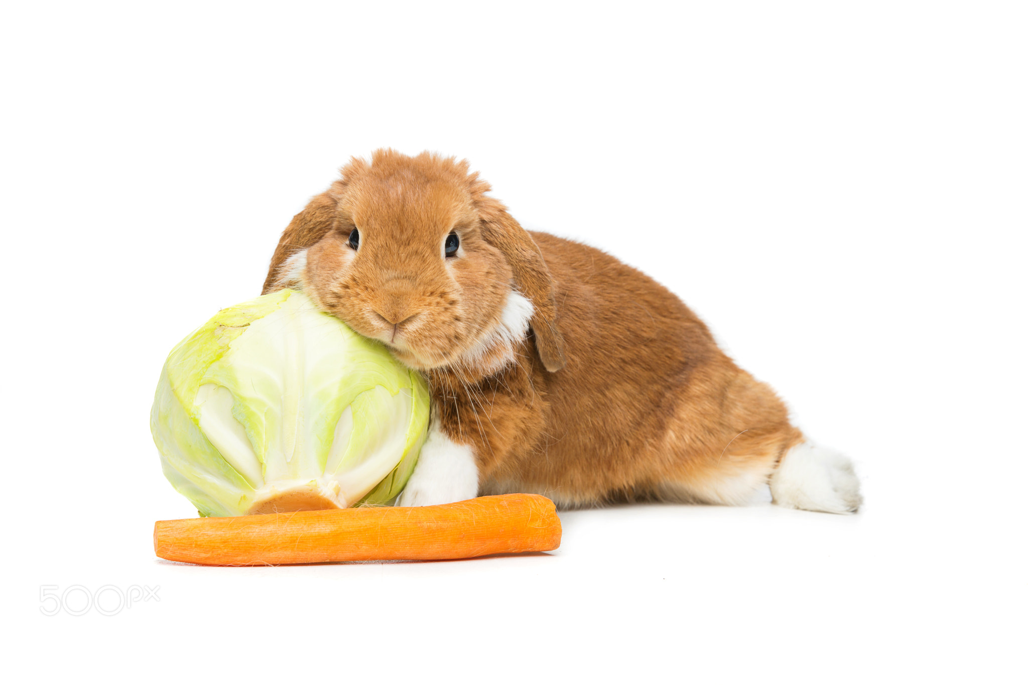 Beautiful domestic rabbit