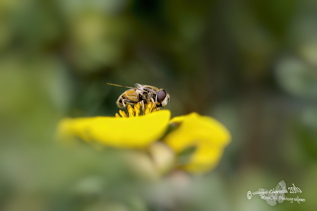 Sigma APO Macro 150mm f/2.8 EX DG HSM sample photo. Cullata dai fiori photography