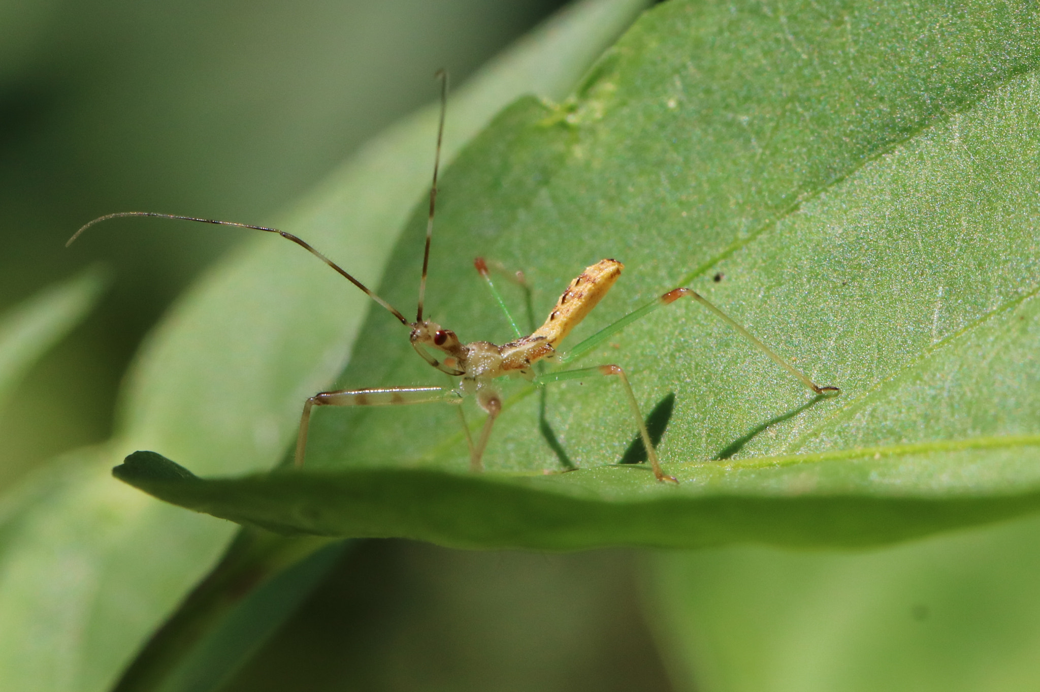 Canon EOS 760D (EOS Rebel T6s / EOS 8000D) + Canon EF 100mm F2.8L Macro IS USM sample photo. Bug photography