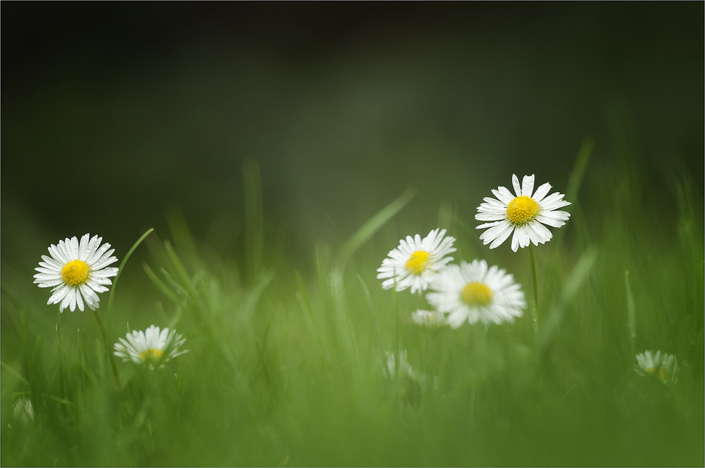 Nikon AF-S Nikkor 70-200mm F2.8G ED VR II sample photo. Daisy photography