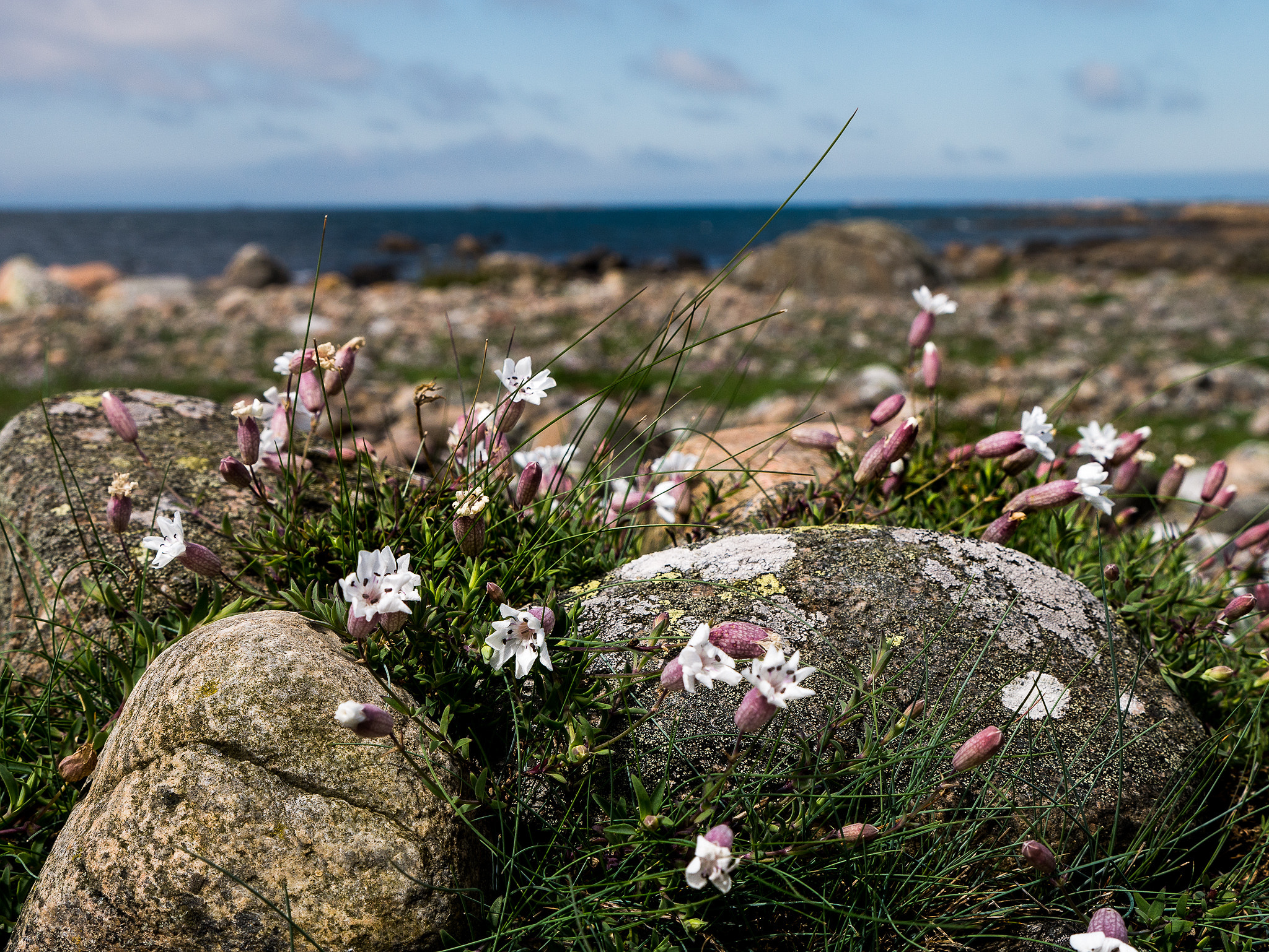 Panasonic Lumix DMC-GX7 sample photo. Stone flowers photography