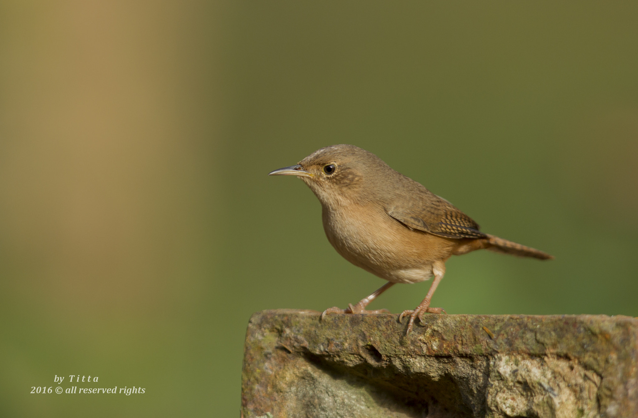 Canon EF 400mm F2.8L IS USM sample photo