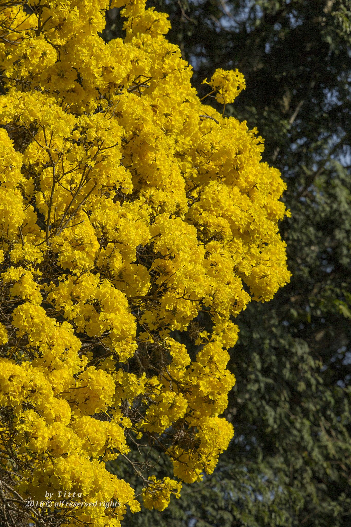 Canon EF 400mm F2.8L IS USM sample photo