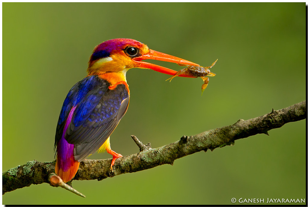 Canon EF 500mm F4L IS USM sample photo. Oriental dwarf kingfisher (ceyx erithaca) photography