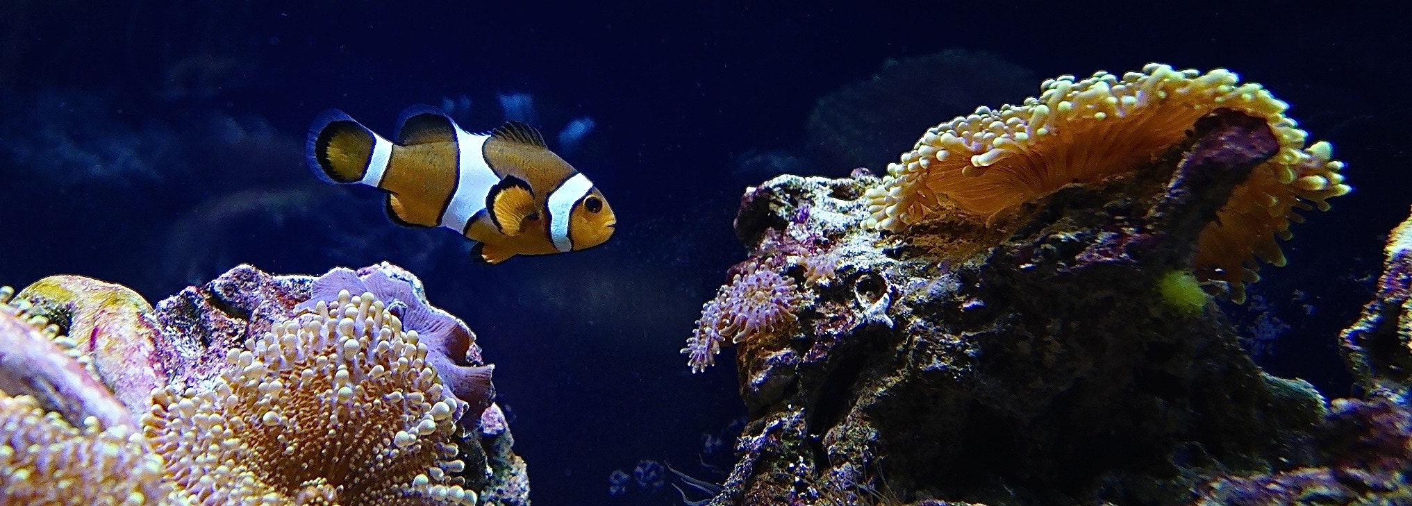 Sony a6000 + Sony Vario-Tessar T* E 16-70mm F4 ZA OSS sample photo. Finding nemo photography