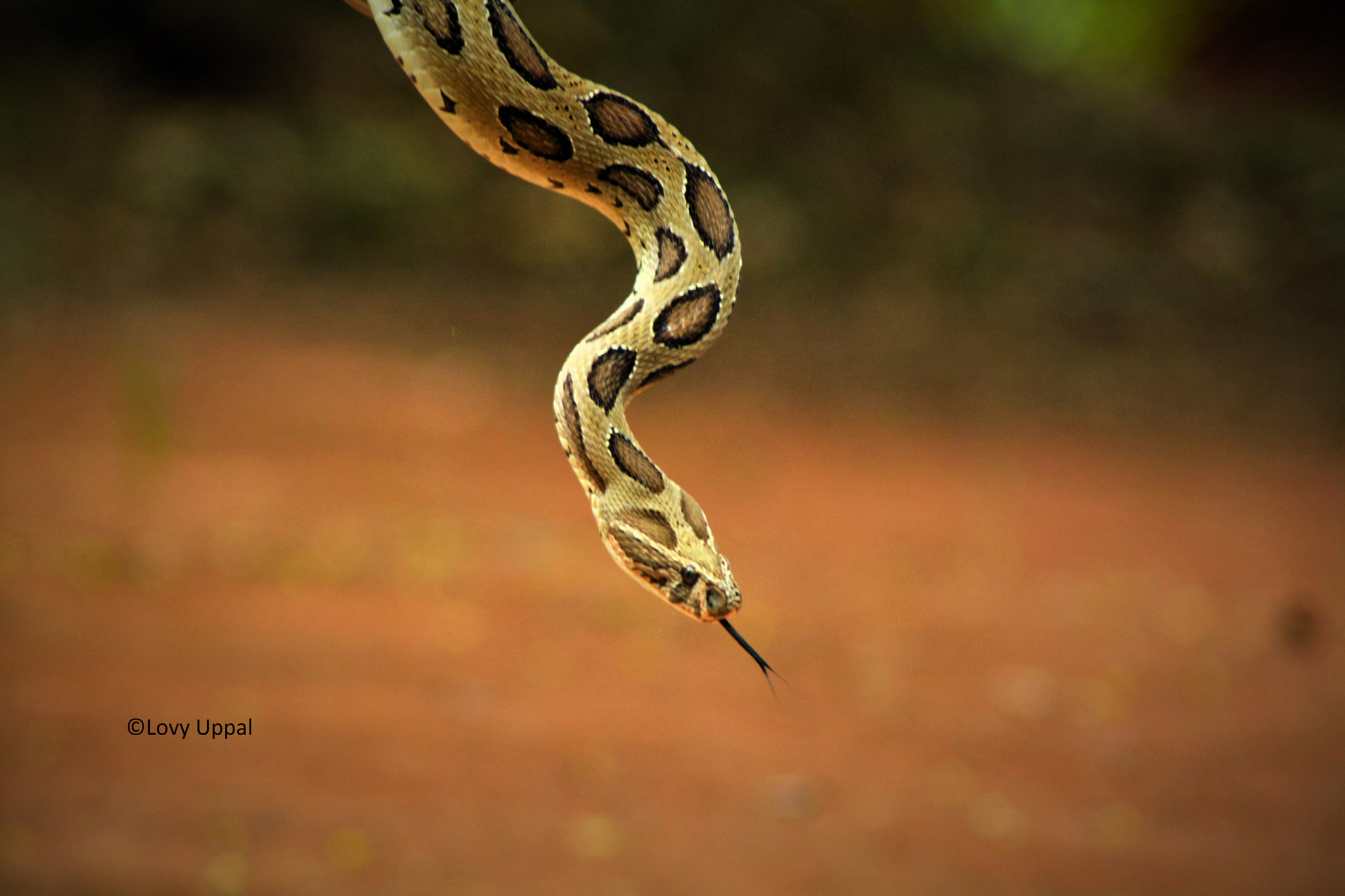 Nikon AF Nikkor 70-300mm F4-5.6G sample photo. Russel's viper.jpg photography