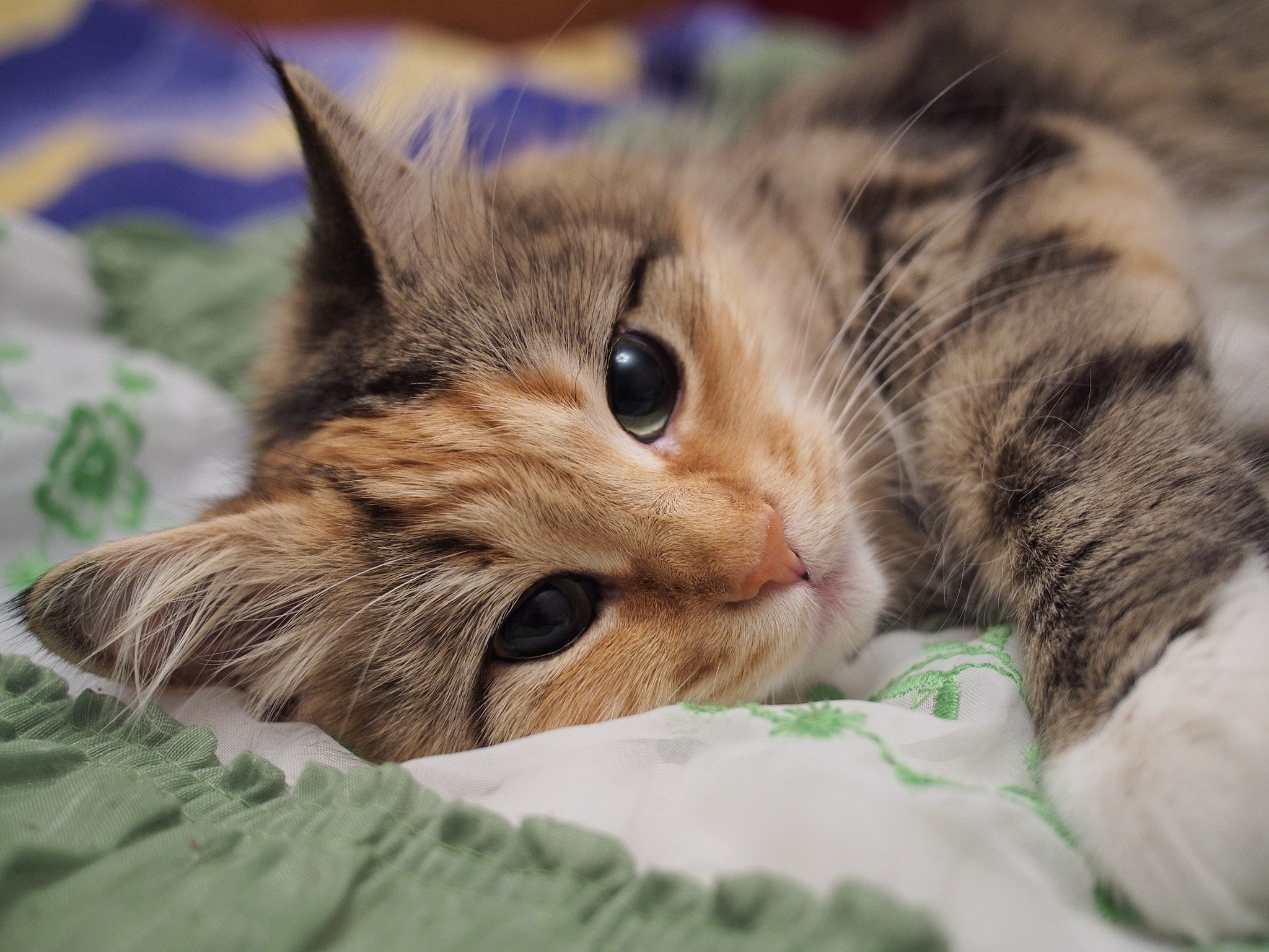 Olympus PEN E-P5 + Panasonic Lumix G 20mm F1.7 ASPH sample photo. Cat photography